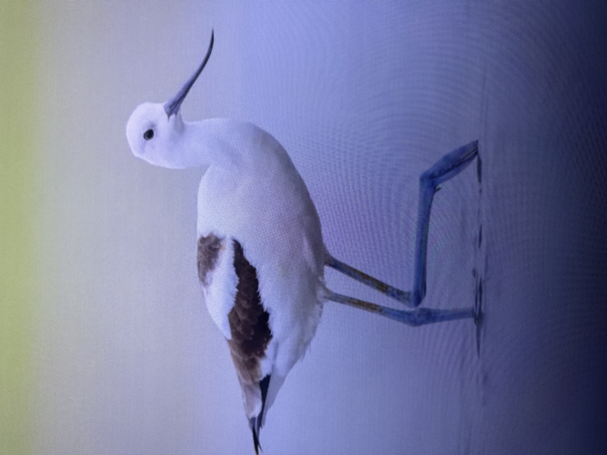 The image shows a side profile of an American Avocet wading in shallow water. The bird has a white body with brown markings on its back, a long, thin, upturned black bill, and striking blue legs. Its head is white with a black eye. The background is a soft, out-of-focus gradient of light green and pale blue, suggesting an outdoor environment like a wetland or marsh. The water is calm, with ripples visible around the bird's legs. There is no indication of the city of Edmonton, Canada, within the image itself.