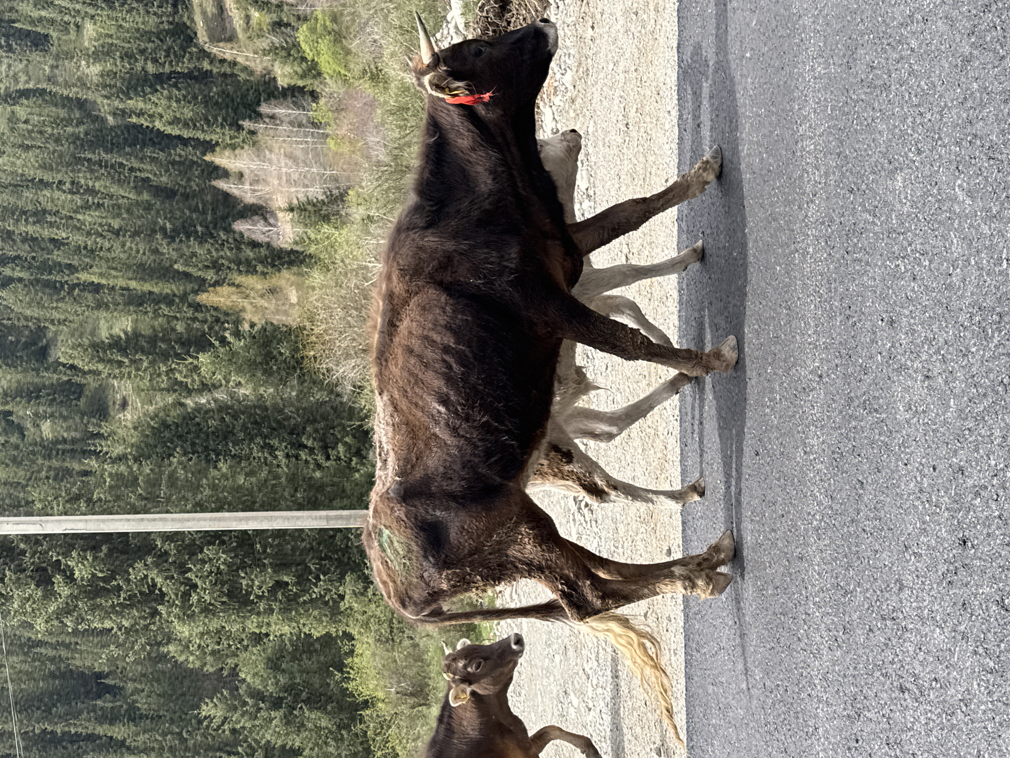 The image, taken in Semenovka, Kyrgyzstan, shows three cows standing on or next to an asphalt road, with a dense forest covering hills in the background.
The primary subject is a dark brown adult cow with short, curved horns, prominently positioned in the center. A red ribbon or tag is tied to its right ear. Its coat appears somewhat shaggy, and its tail is long and bushy, with lighter-colored hair at the end. This cow is standing mostly on the asphalt, looking slightly upwards and to its right.
Behind the adult cow, partially obscured, is a lighter-colored calf or young cow. In the foreground, towards the bottom left of the frame, another dark brown calf or young cow is visible, looking towards the larger cow.
The road surface is dark grey asphalt, with a lighter, gravelly shoulder to the right of the animals. A horizontal light-colored pole or rail runs across the mid-ground, behind the adult cow's body.
The background consists of a sprawling evergreen forest, likely pine or fir trees, covering undulating hills under bright daylight. Some deciduous trees, currently bare or with sparse foliage, are interspersed within the forest, particularly on the right side.
The scene depicts a peaceful, rural setting. The weather is clear and sunny, indicated by the strong lighting and lack of visible precipitation. No people or visible text are present in the image.