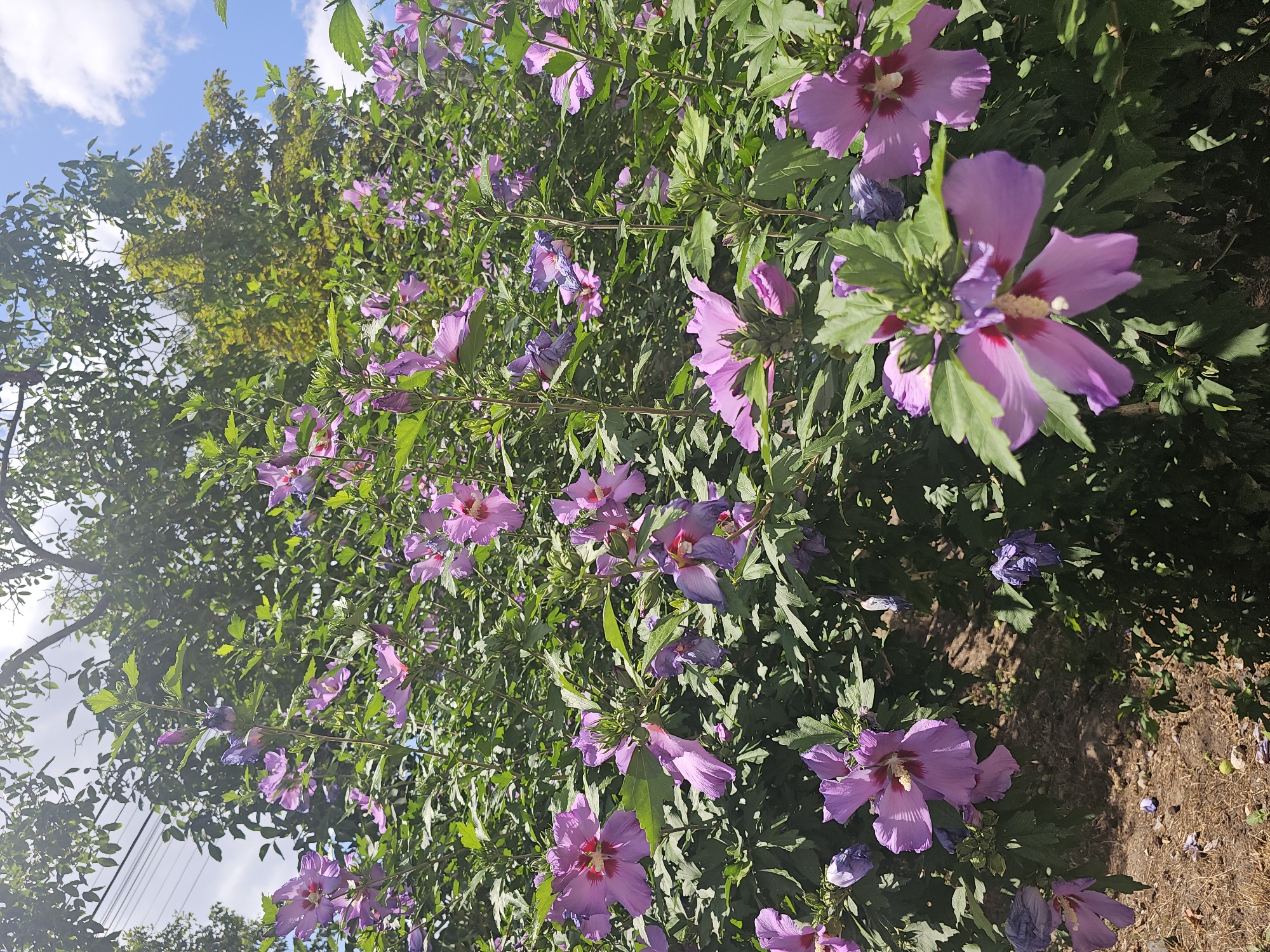 The image captures a dense bush of purple hibiscus flowers in full bloom, interspersed with lush green foliage. The flowers are varied in their stage of bloom, with some fully open and displaying their vibrant petals and prominent stamen, while others are still buds or wilting. The scene is set outdoors under a bright sky with scattered white clouds, suggesting a sunny day. Tall trees with dense green leaves form a backdrop, and electrical wires are visible against the sky in the upper left portion of the image. The ground beneath the bush is covered with dry leaves, twigs, and small green objects, possibly fallen fruit or buds. The overall impression is one of natural abundance and growth. This scene is likely located in the city of Skadovsk, Ukraine, given the context provided.