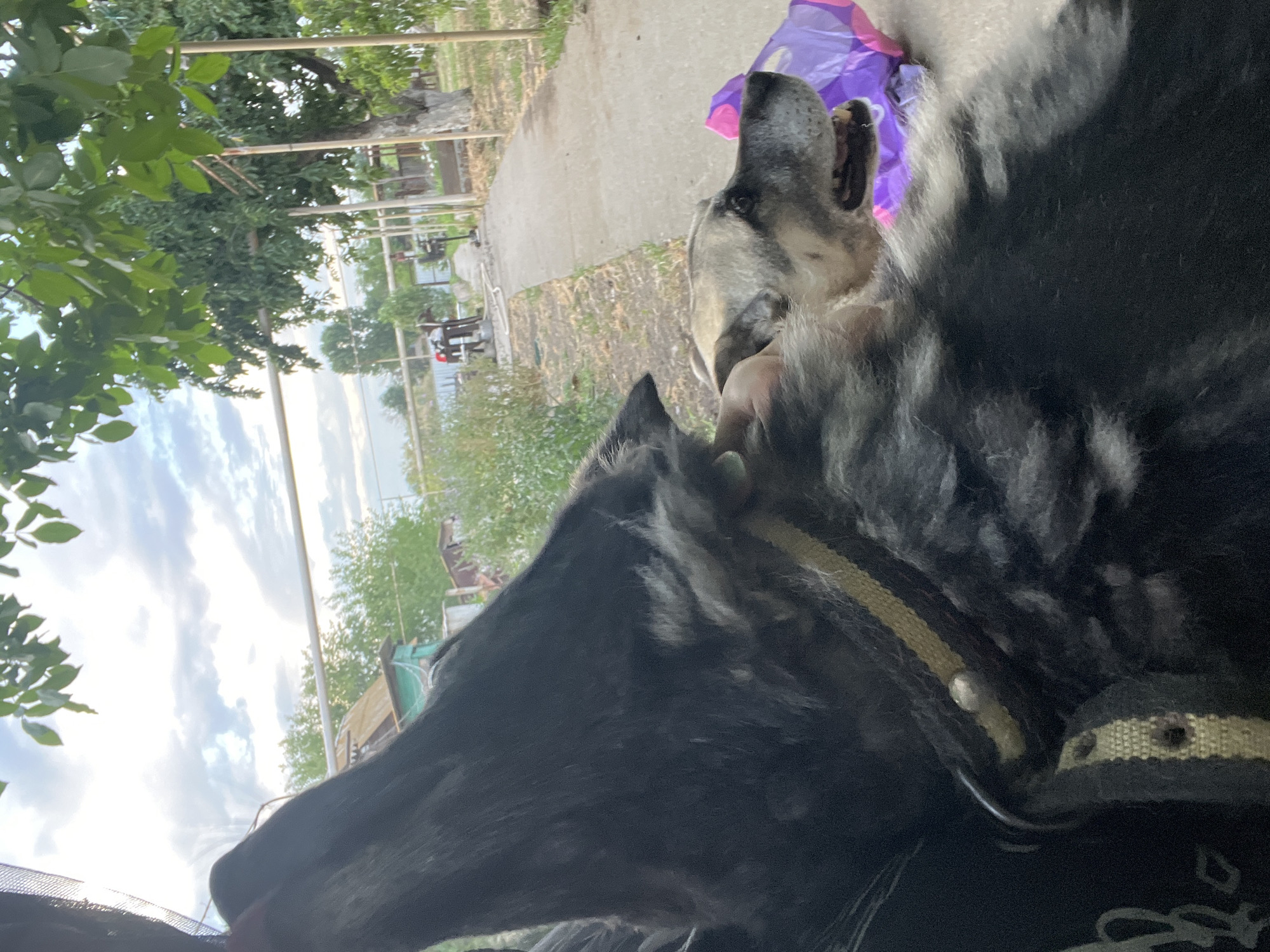 An outdoor, medium shot captures a close-up view of two dogs, one primarily black and the other lighter-colored, with a focus on their heads and upper bodies. The black dog's head is angled upwards and to the left, with its mouth open and what appears to be a black net or fabric in its mouth. The lighter-colored dog is in the foreground, facing right with its mouth open and panting. A purple and pink crinkled plastic object is visible near its mouth. Both dogs are wearing collars. The background suggests a rural or suburban setting with a paved path, grass, trees, and some structures that might be part of a yard or garden. The sky is visible with clouds. The image was taken in Krasnyye Barrikady, Russia, as indicated by the EXIF data.