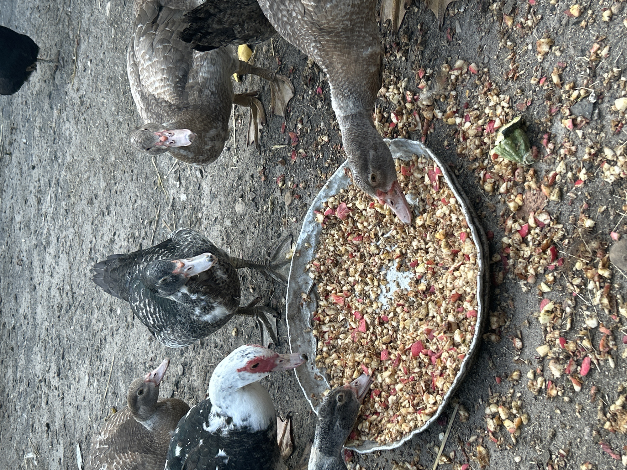 A flock of seven ducks are gathered around a shallow, round metal dish filled with chopped food, likely apples and grains, on a dirt ground with scattered debris. One black duck stands in the background. The ducks are of various colors, including brown, white with black patches, and black with white and grey speckles. They are actively eating from the dish.