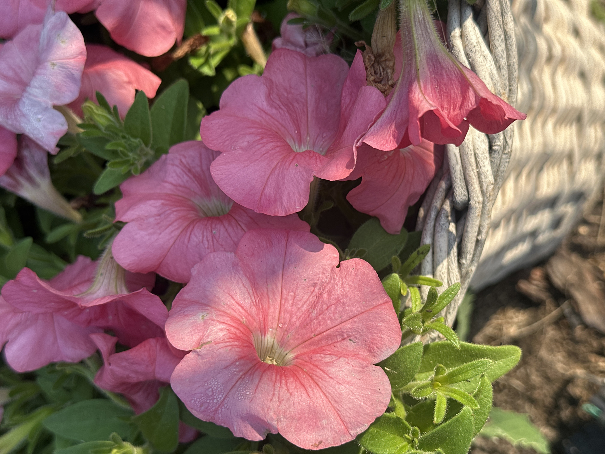 The image shows a close-up view of pink petunias in a woven basket, likely in a garden setting. The flowers are in various stages of bloom, with some petals appearing slightly dewy. Green foliage is interspersed among the flowers. The basket is made of light-colored woven material. The background is blurred, but suggests a natural outdoor environment with some soil visible at the bottom. There are no people or animals in the image. The location in the city of Samarsky, Russia is not specified in the visual details of the image itself.