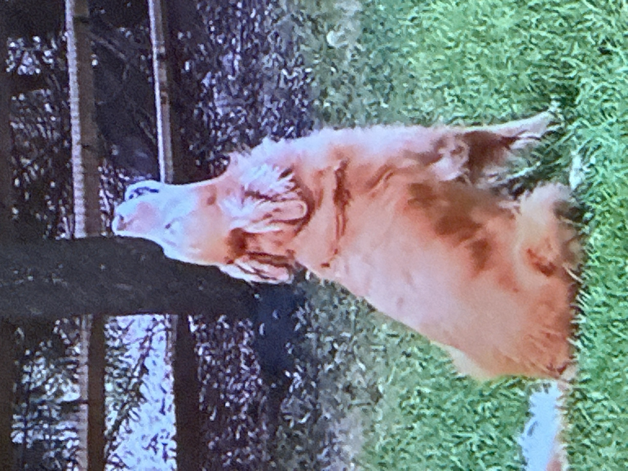 The media file displays a close-up, slightly blurred, rotated image of a dog. The dog is reddish-brown with lighter fur around its face and chest. Its head is turned to the left, and its mouth is slightly open. The dog appears to be lying down on a surface that transitions from dark, possibly dirt or wood, to a green, grassy area. The background on the left shows vertical, dark elements with lighter specks, possibly representing trees or a fence. The lighting suggests it could be daytime, as there is bright illumination on the grassy area. The overall impression is of a dog in an outdoor setting, possibly resting or looking at something off-camera. There is no visible text in the image.