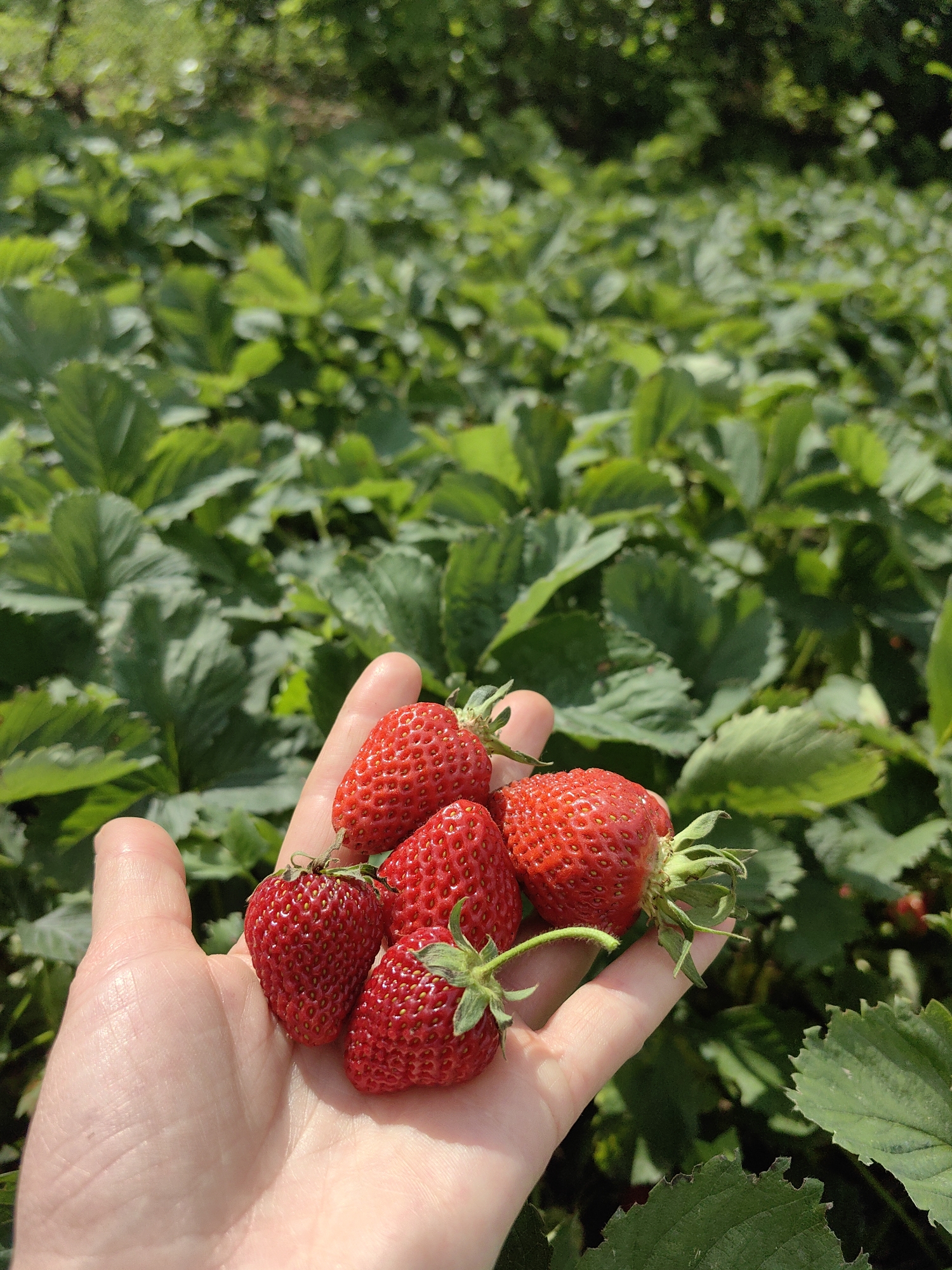 A close-up, overhead shot shows a person's open palm filled with freshly picked strawberries. The strawberries are a vibrant red with visible seeds and green calyxes. The hand is pale and appears to be slightly cupped, holding approximately five strawberries, with more visible in the background. Behind the hand and strawberries, a dense field of green strawberry plants stretches into the distance. The leaves of the plants are a rich green, and some are slightly shadowed, indicating a sunny day. The background is blurred, suggesting a shallow depth of field that keeps the focus on the hand and the strawberries. The overall setting is an outdoor strawberry field, likely in a rural area given the vastness of the plants, potentially located in Ароматновское сельское поселение, Ukraine.