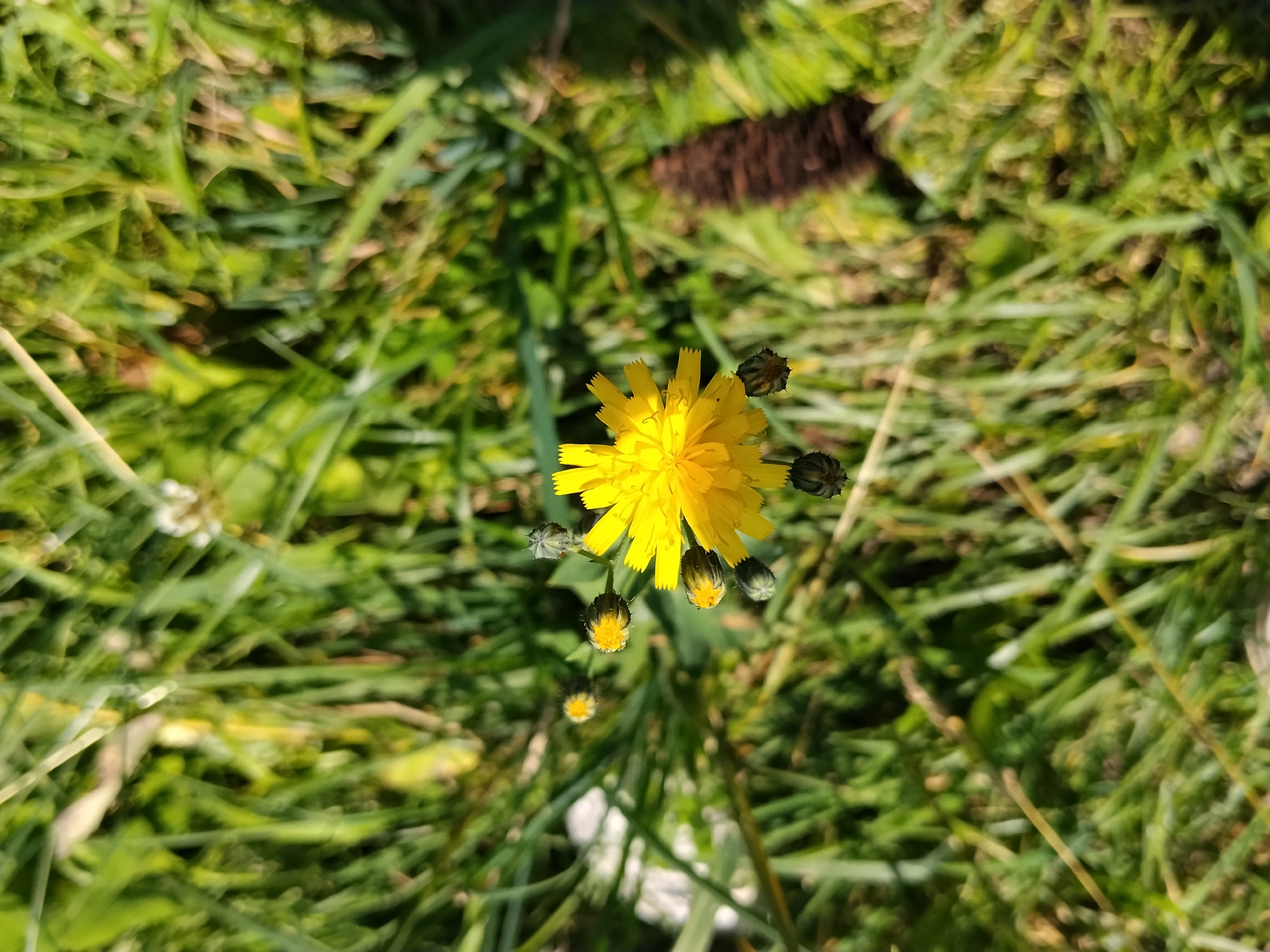 A close-up, overhead shot captures a single yellow flower and several buds in focus, surrounded by a blurred green background of grass. The flower, likely a dandelion or similar species, has many thin, pointed petals radiating from its center. Several buds, some tightly closed and others partially open, are scattered around the main bloom. The grass appears to be a mix of blades, with some brown debris visible in the upper right portion of the frame. The lighting suggests a sunny day, casting shadows and highlighting the vibrant yellow of the flower. The scene appears to be an outdoor natural setting, possibly a park, field, or roadside.