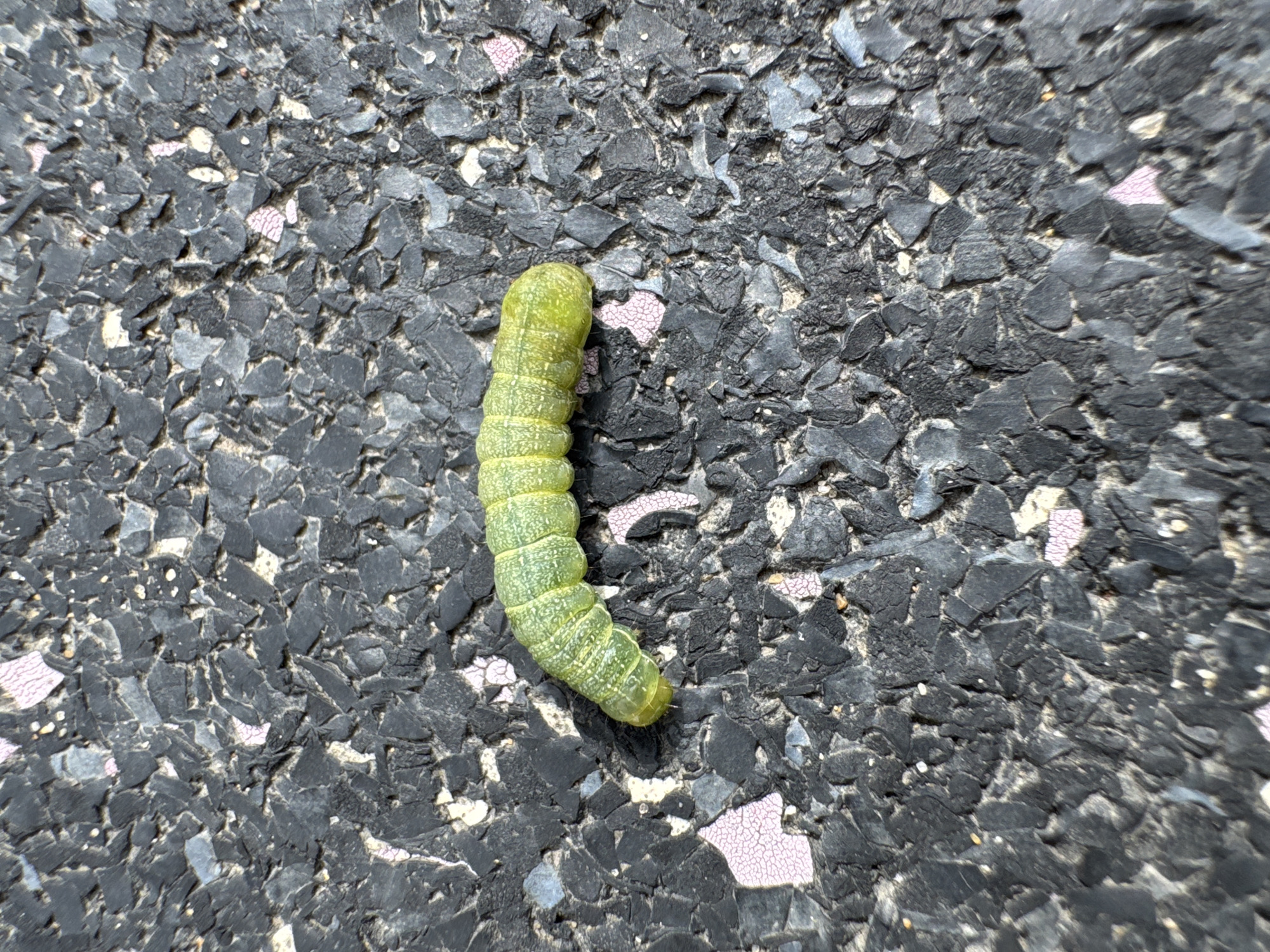 A light green caterpillar, approximately 1.5 inches long, is positioned on a dark, textured surface. The surface appears to be made of small, irregular pieces of dark material with some lighter, pinkish fragments interspersed. The caterpillar is segmented and curves slightly to its left. Its head is oriented to the left and is a slightly lighter shade of green than its body. The background is the same textured material, with the light-colored fragments creating a speckled pattern. The image is a close-up shot, focused on the caterpillar and its immediate surroundings. There is no visible indication of the location being in Мичуринское, Russia; this information is not discernible from the visual content of the image.