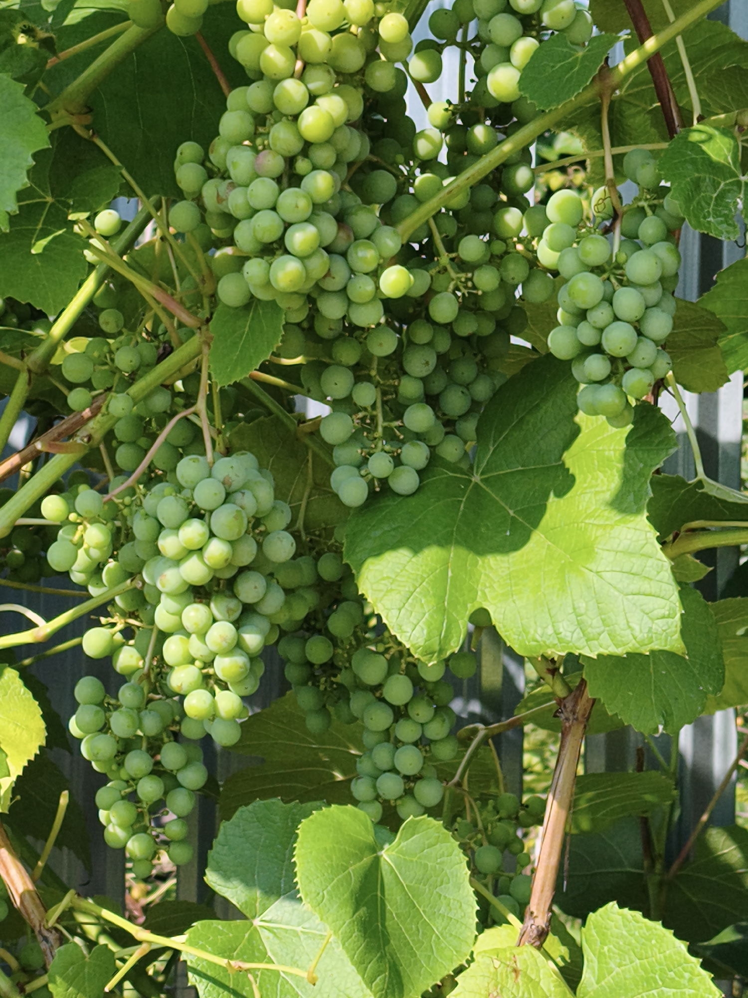 This is a close-up, vertical, eye-level shot of unripe green grapes on a vine. The grapes are clustered together, with some clusters appearing larger and more dense than others. They are round and have a smooth, slightly waxy surface. Sunlight filters through the leaves, creating bright highlights on some of the grapes. The background is blurred, but appears to show a fence and greenery, suggesting an outdoor setting. The image does not contain any people or actions, and is purely observational. The location in Chaikovsky, Russia, is not discernible from the image itself.