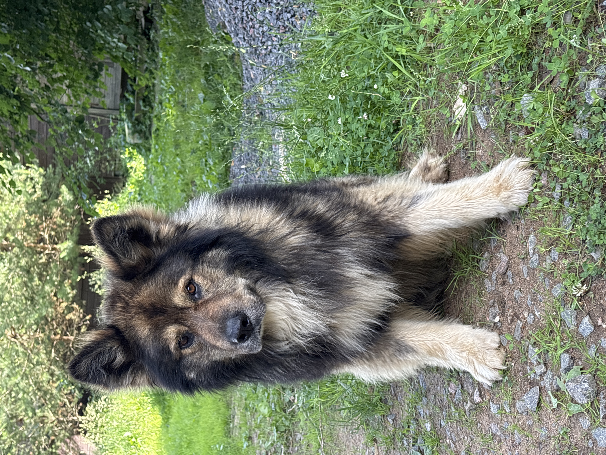 A medium-sized, shaggy dog with brown and black fur is sitting outdoors on a dirt and gravel path. The dog is facing the camera with its head slightly tilted. Behind the dog, there is lush green grass, scattered small white flowers, and a pile of gray gravel. In the background, a wooden structure, possibly a shed or house, is visible amongst trees and greenery. The scene appears to be a residential yard in Sosnovo, Russia, during daylight.