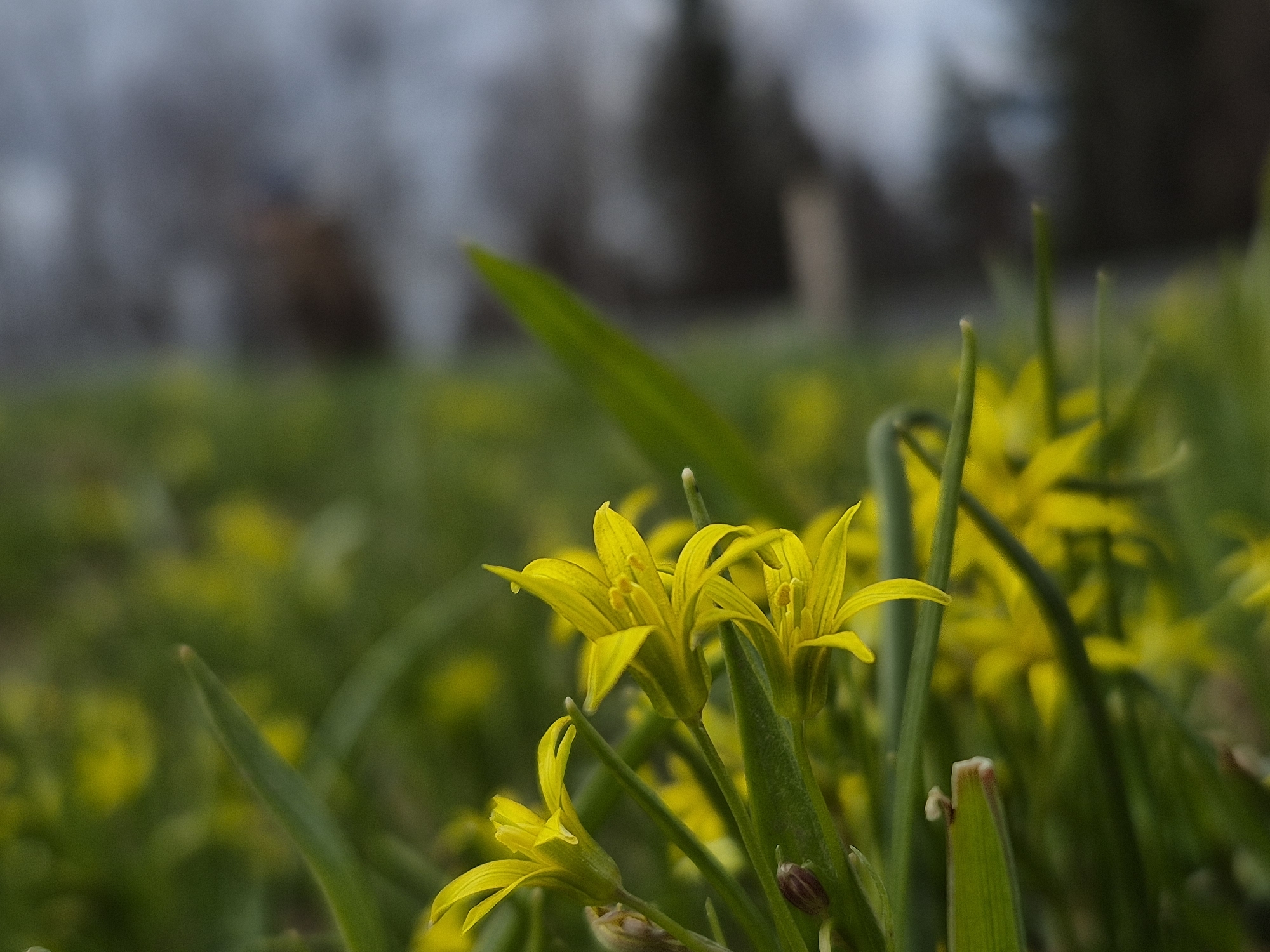A close-up photograph captures a cluster of vibrant yellow flowers with slender, pointed petals and narrow green leaves, flourishing in Дойная, Russia. The flowers, possibly a species of Gagea, are sharply in focus in the foreground, showcasing their delicate structure and bright color. Their prominent stamens are visible within the open blossoms.
The surrounding green foliage, both in the immediate vicinity and extending into the mid-ground, is softly blurred, creating a shallow depth of field that emphasizes the focal flowers. The background is heavily out of focus, appearing as indistinct, dark shapes that suggest distant trees or structures under an overcast or diffused sky. The lighting is soft and even, indicative of either an early morning, late afternoon, or a cloudy day. There is no specific activity depicted, but the image conveys the serene beauty of blooming wildflowers in a natural setting, evoking a sense of spring or early summer. No visible text is present in the media file.