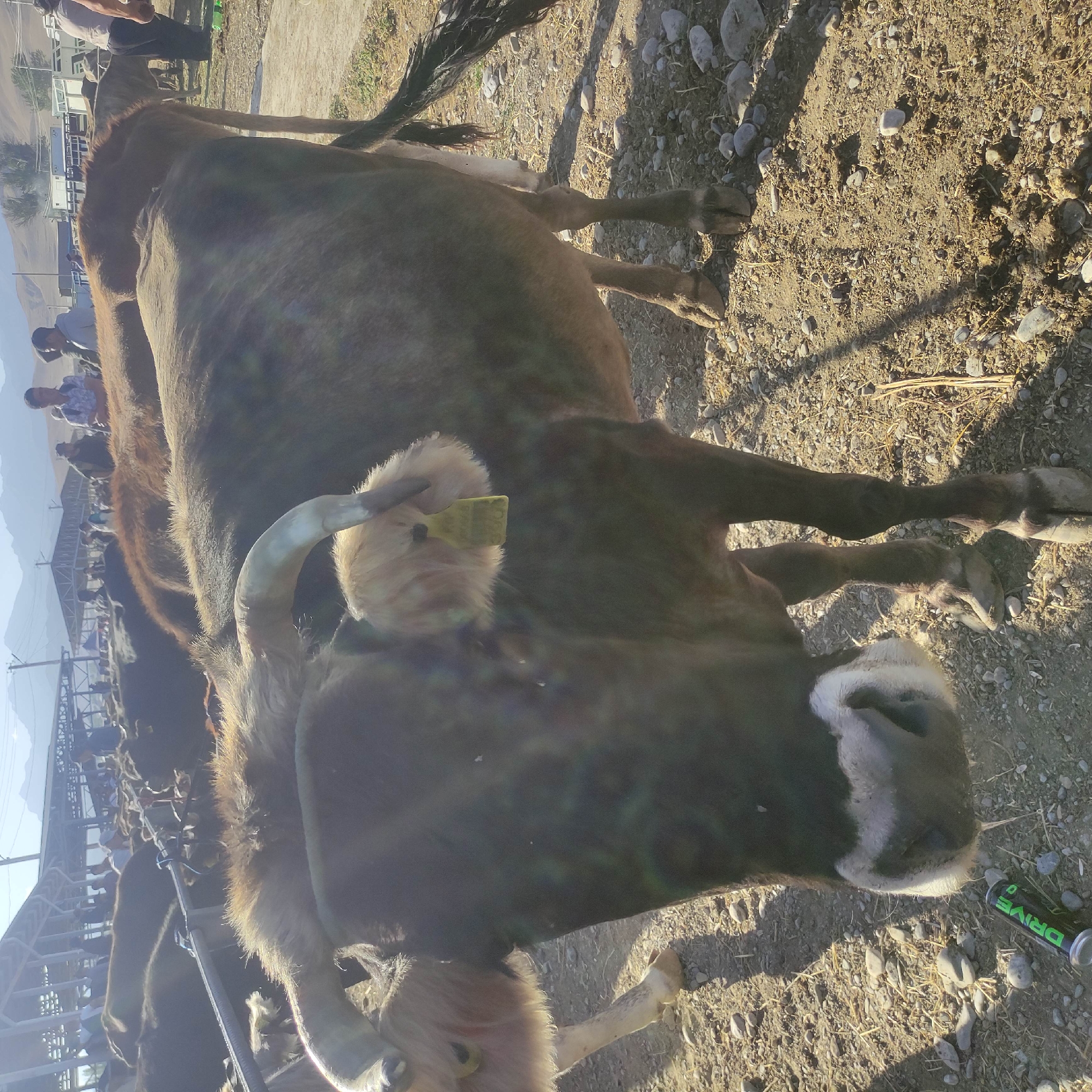 The image depicts an outdoor market scene in the city of Kara-Bulak, Kyrgyzstan, likely a livestock market. In the foreground, a dark-colored cow is prominently featured, facing the camera. It has a yellow tag attached to a tuft of light-colored fur above its horns. Its nose is white and wet, and it appears to be sniffing a discarded can of "DRIVE" energy drink lying on the dusty ground littered with small stones and dry grass.
Behind the cow, several other cows and possibly other livestock are visible, some with light brown fur. A metal pole or railing runs horizontally across the middle ground, partially obscuring the view of some of the animals. In the background, a covered structure, possibly a market stall or shelter, is present, with several people standing and milling about. The sky is bright and clear, suggesting a sunny day. Mountains are visible in the far distance. The overall environment is dusty and arid. The presence of people and livestock in a market setting suggests a commercial activity.