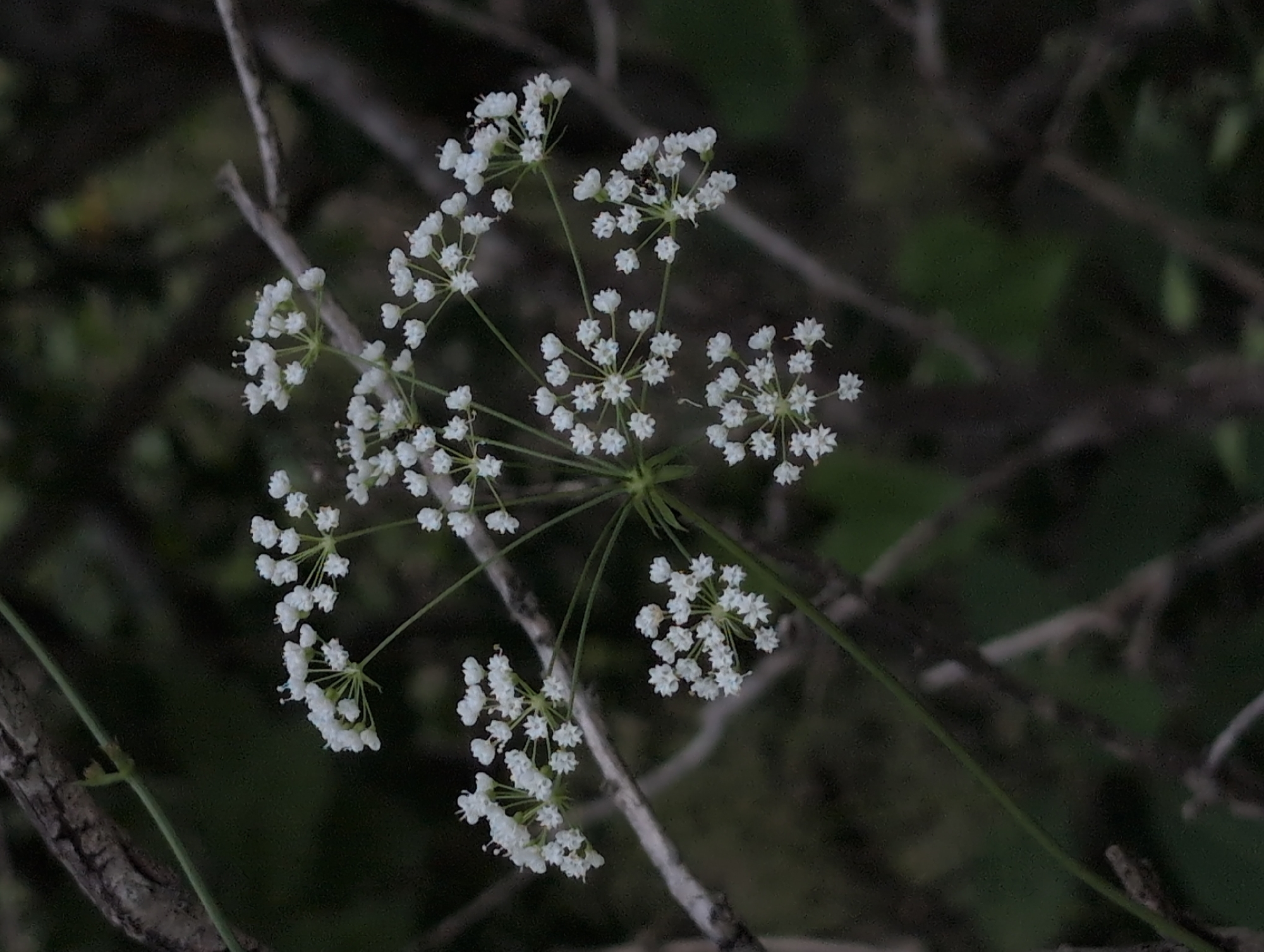 In an outdoor, natural environment, a cluster of small white flowers with delicate petals and dark centers is in focus. The flowers are arranged in an umbel formation, with multiple smaller flower clusters branching off a central stem. The background is dark and out of focus, with hints of branches and foliage. There are no people or animals visible in the image.