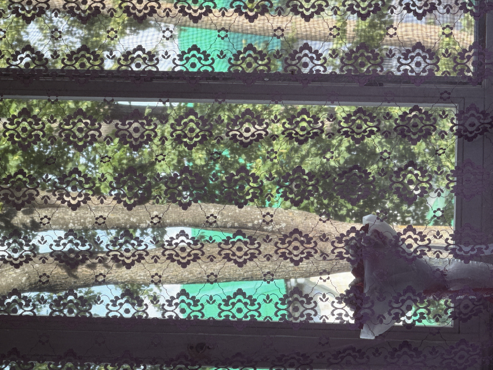 The image shows a view through a window with a lace curtain that has a floral pattern. Outside the window, there are trees with green foliage and a bright blue sky. A vase containing flowers is partially visible in the foreground, positioned on a windowsill. The scene is likely from a residential setting in Chaikovsky, Russia, given the presence of a typical window and curtain. There are no people or animals visible in the image.