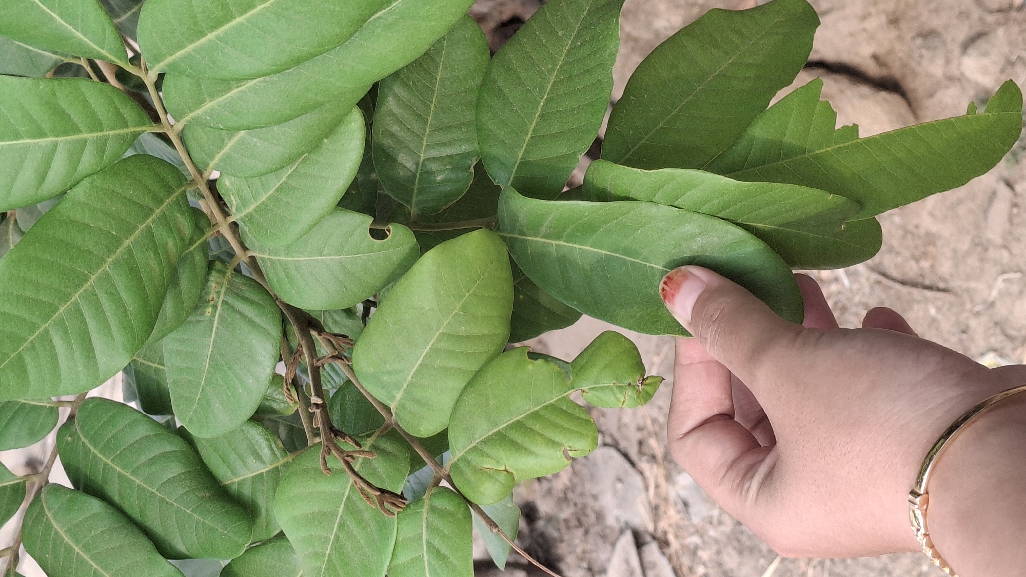 In Pucakwangi, Indonesia, a close-up shot focuses on a hand reaching for green leaves on a branch. The hand, with a small red mark on the thumbnail, wears a gold bracelet. The leaves are broad and veined, with some showing minor damage. The background is blurred, revealing dry earth and a hint of vegetation.