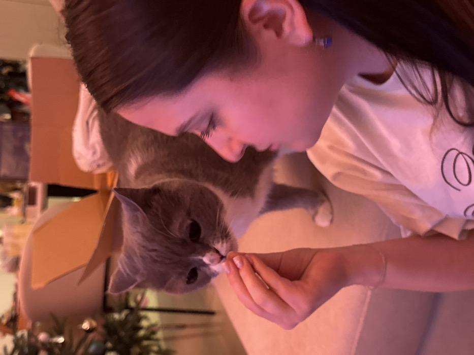 A young woman with dark hair is turned to the side, looking down at a gray and white cat. She's holding a treat between her fingers, which the cat is about to eat. The woman is wearing a white t-shirt with a simple design and a small blue earring. The background includes part of a Christmas tree and a cardboard box. The lighting is somewhat soft, creating a warm ambiance.