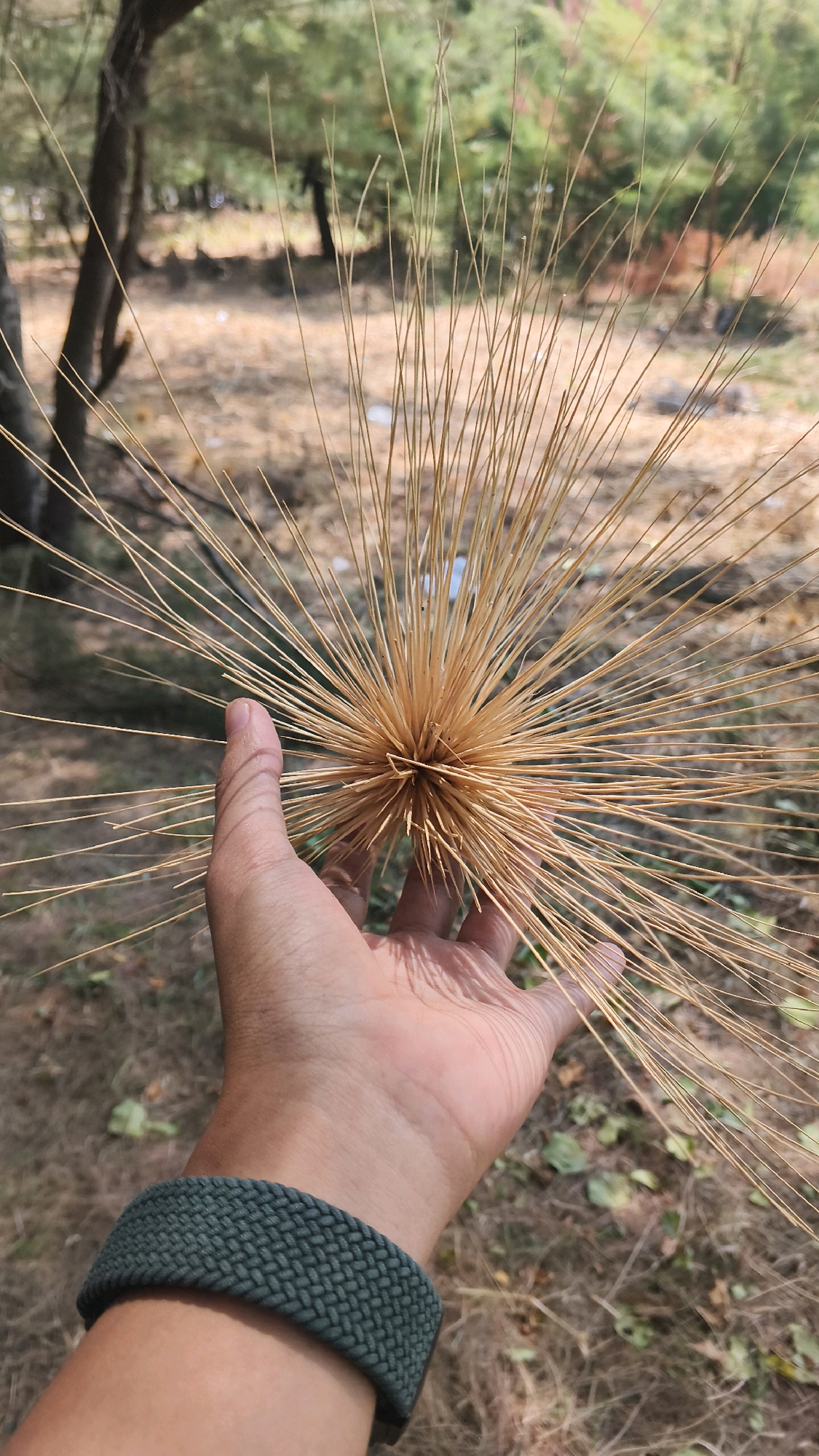 A hand is holding a spiky, spherical seedpod outdoors. The seedpod is composed of numerous thin, straw-colored spikes radiating from a central core. The hand, with a green woven watchband on the wrist, is positioned to display the seedpod. The background consists of dry grass, fallen leaves, and trees with sparse foliage, suggesting a dry or late-season environment. The lighting indicates it is daytime, with shadows cast on the hand and the ground. The setting appears to be a natural area, potentially in the vicinity of Pabeanilir, Indonesia, given the vegetation and dry ground cover.