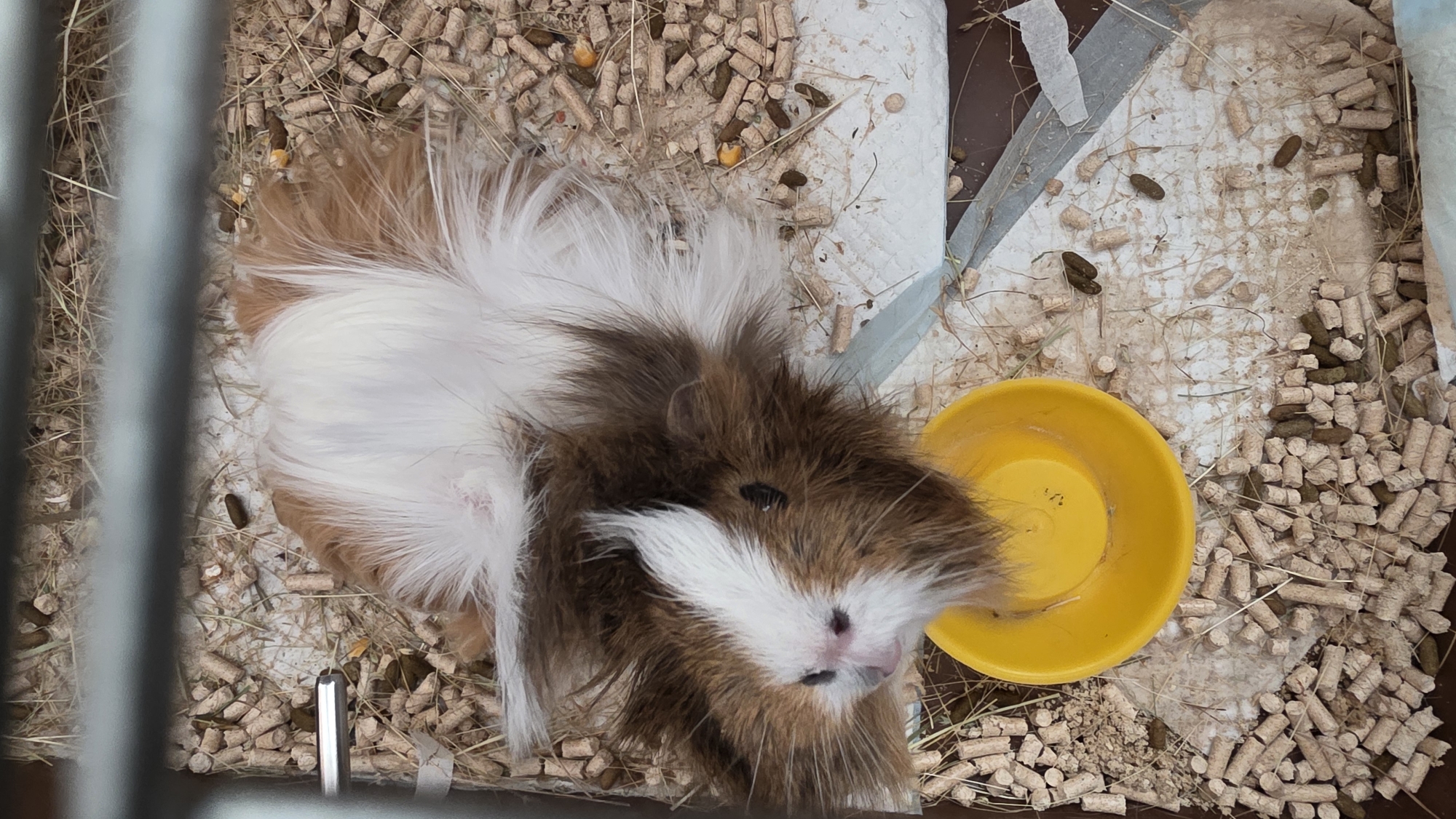 A top-down view shows a guinea pig in a cage. The guinea pig is tricolored, with patches of white, brown, and reddish-brown fur. It lies near a yellow bowl. The cage floor is covered with wood pellets, hay, and feces. The cage has metal bars on the left side. The background includes a white surface covered with bedding material and feces. The location is unspecified, and there is no indication of Blagoevgrad, Bulgaria. There are no people present in the image.