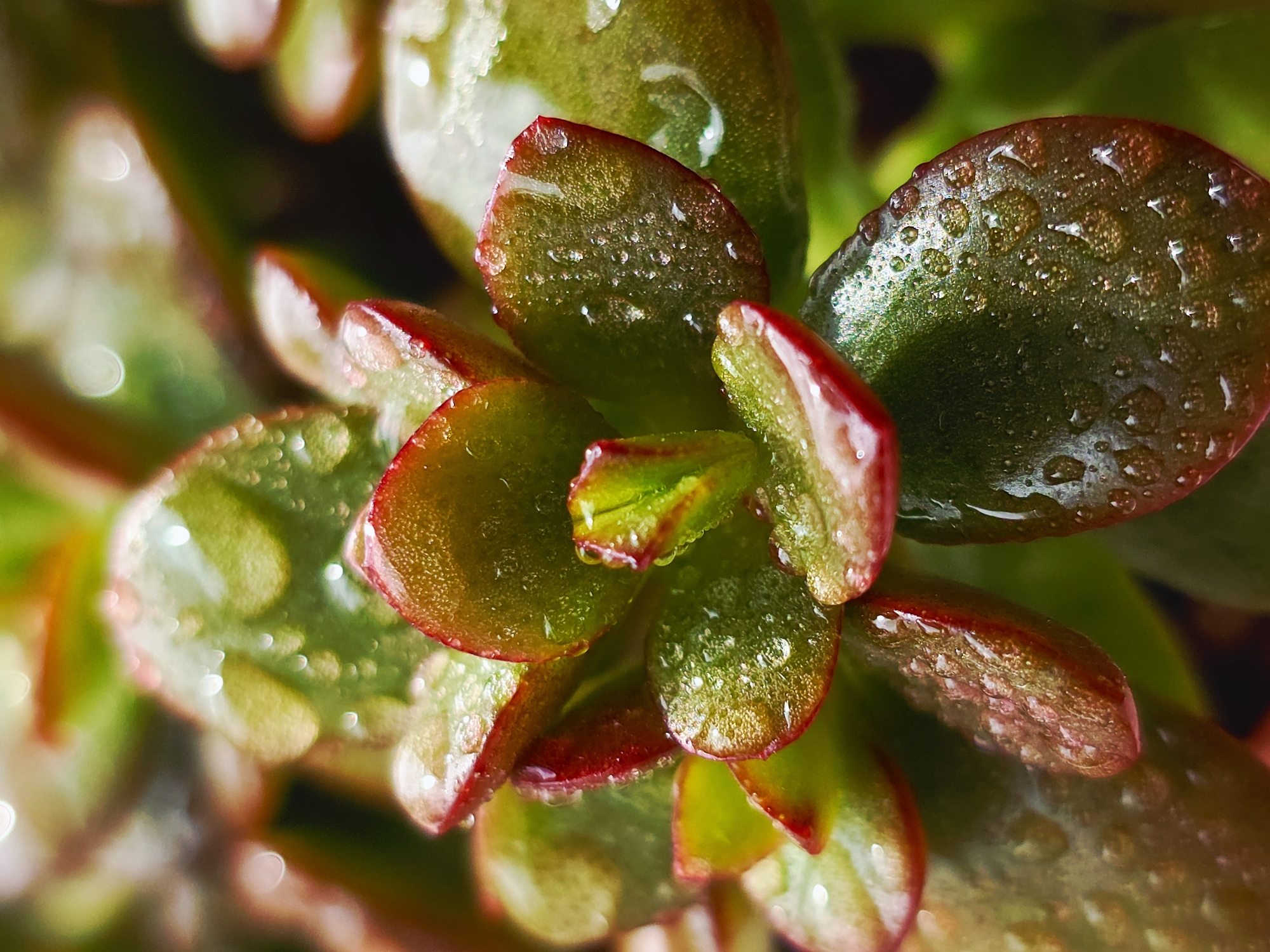 A close-up shot depicts a succulent plant covered in water droplets. The plant features thick, fleshy leaves that are primarily green with red edges. The water droplets are scattered across the leaves, creating a glistening effect. The background is blurred, suggesting a shallow depth of field.