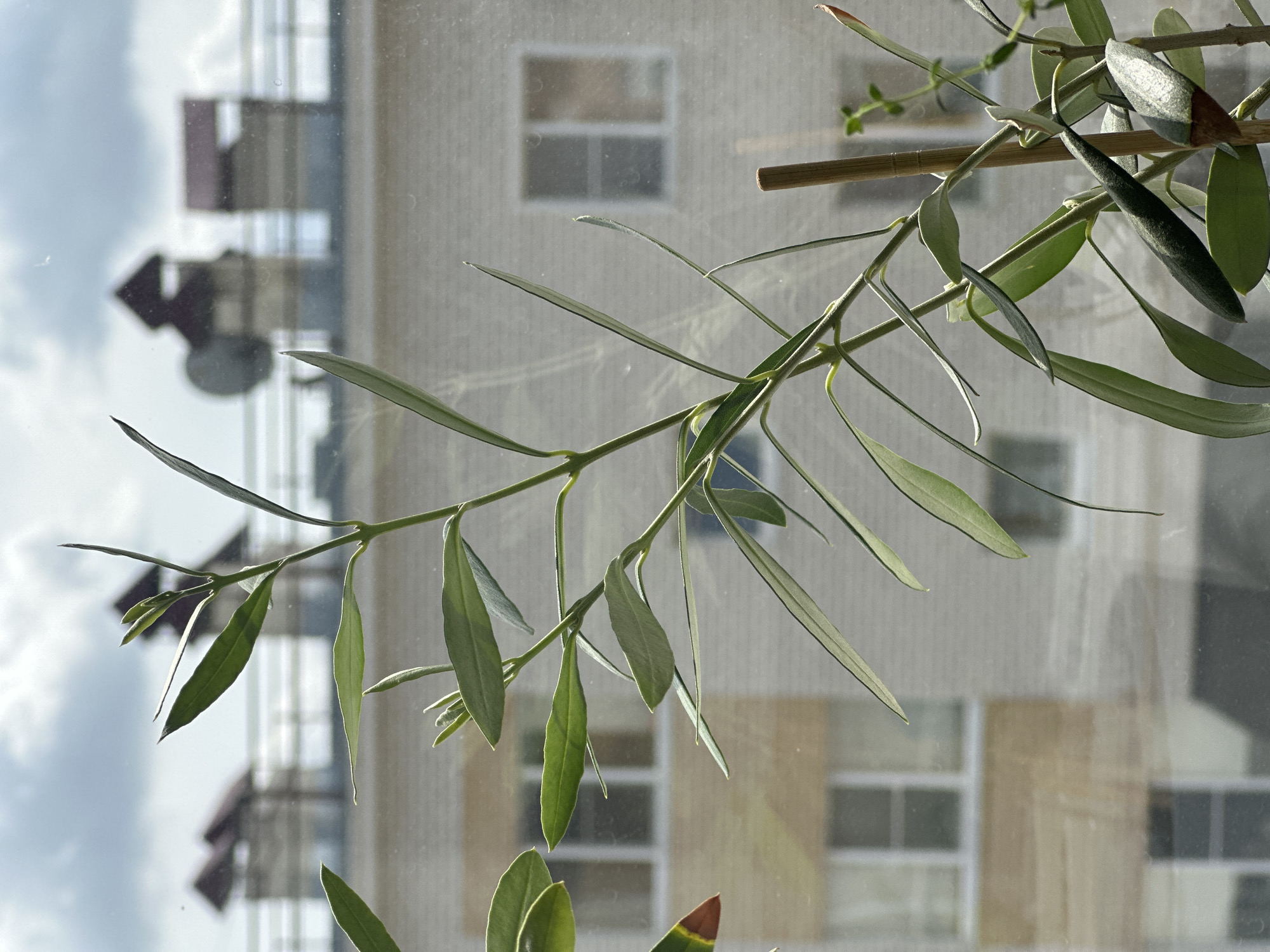 The image shows a close-up of a plant with long, slender green leaves, likely an olive tree sapling, positioned in front of a window. The plant has a thin, wooden support stick to its right. Through the window, a blurred urban background is visible, featuring a light-colored brick building with multiple windows and several decorative roof structures, possibly chimneys or architectural elements, against a cloudy sky. The scene is set in Nevinnomyssk, Russia.