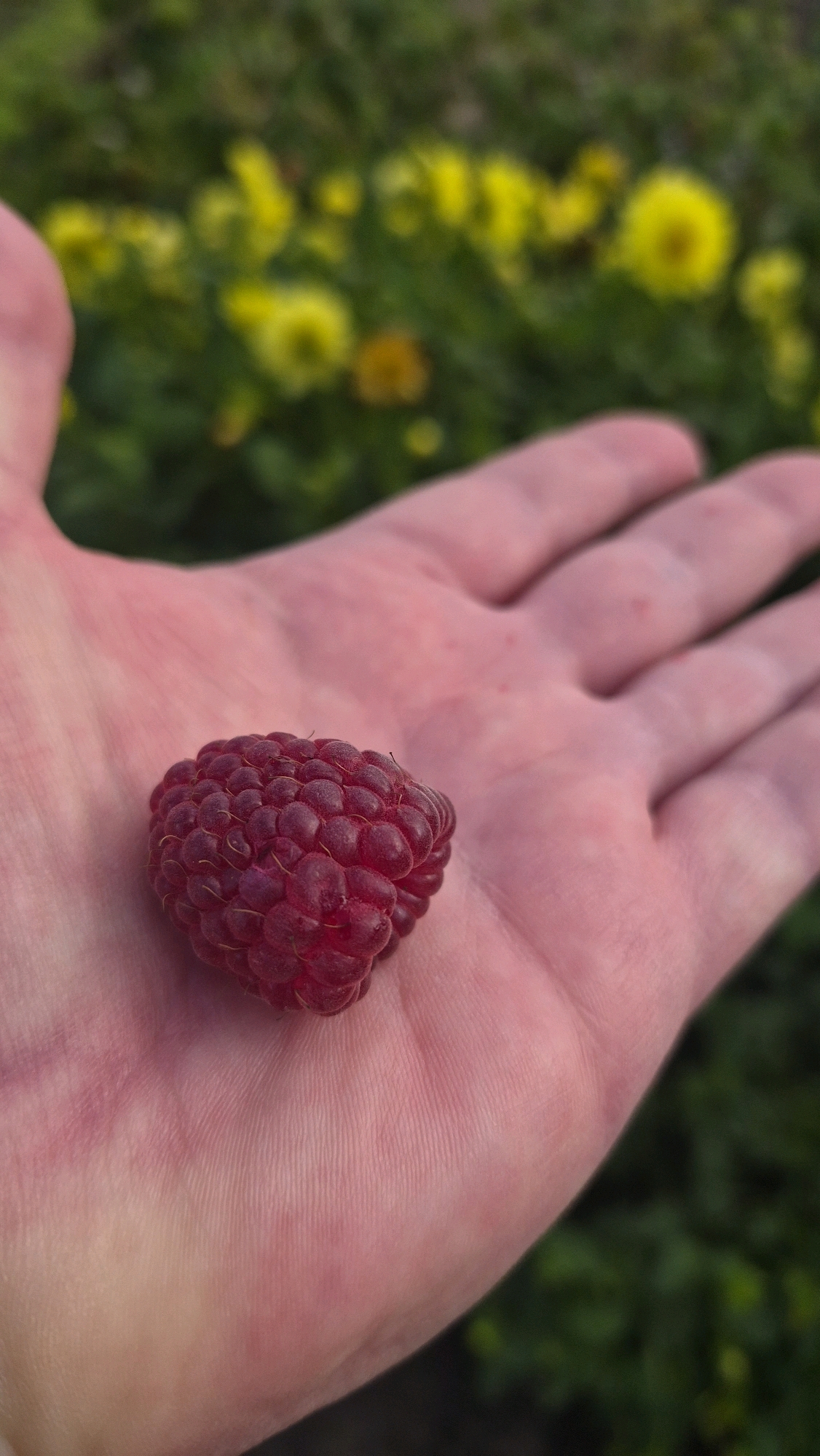 A close-up shot shows a person's palm holding a single, ripe raspberry. The hand is pale pink and slightly cupped, with visible palm lines. The raspberry is deep red, with a textured surface composed of many small drupelets. The background is a blurred expanse of green foliage interspersed with yellow flowers, suggesting an outdoor setting, possibly in a garden or natural area. The location is identified as Červonka, Latvia.