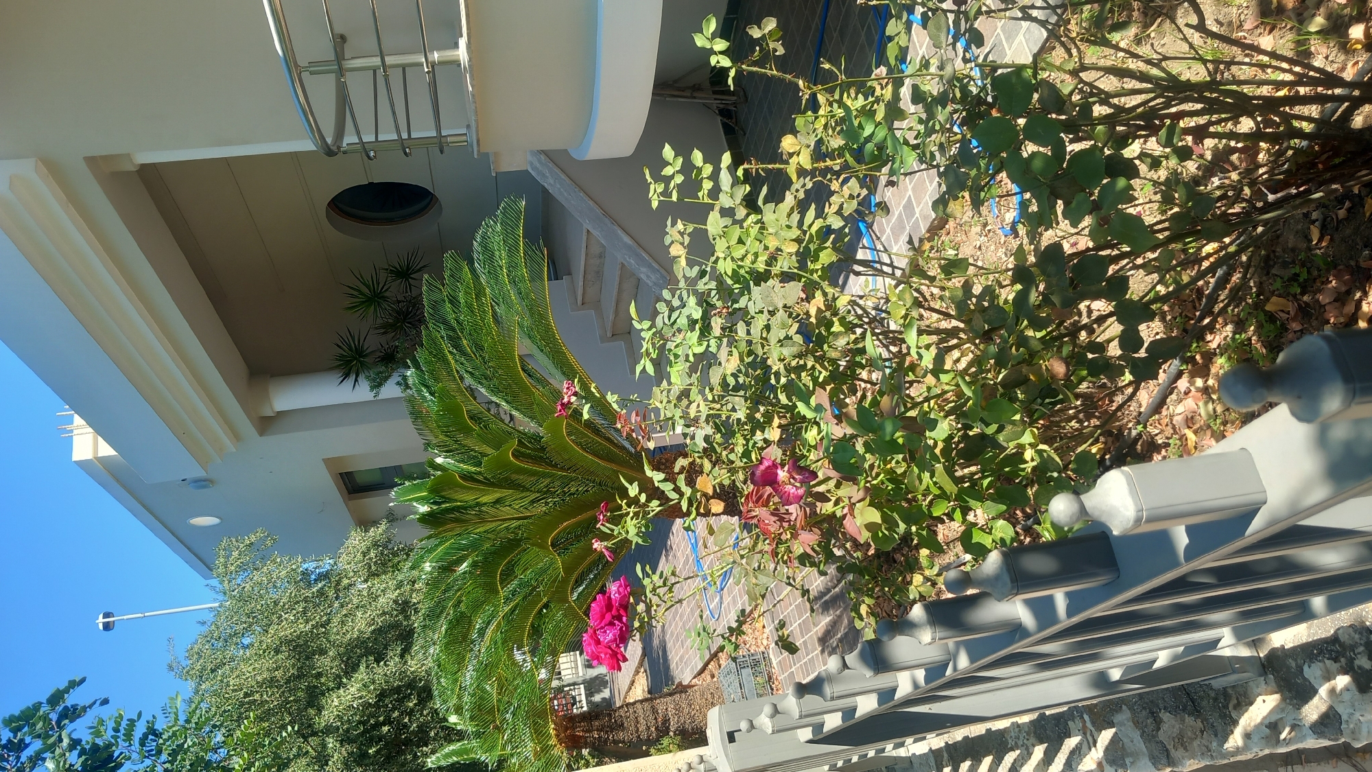 A sunny outdoor scene features a modern building with a light-colored facade, large white columns, and a curved balcony with a metal railing. In the foreground, a dark grey metal fence with decorative finials runs along the left side of the image. Behind the fence, a lush garden is visible, dominated by a sago palm and a rose bush with pink and deep red flowers. The ground is paved with brick-like tiles. The background includes a set of outdoor stairs leading up to the building and a circular window. A tall pole with a light fixture is visible on the left side of the frame, silhouetted against a clear blue sky. The overall impression is one of a well-maintained, private outdoor space adjacent to a residential or commercial property. The environment suggests a Mediterranean climate, consistent with the city of Kos, Greece.