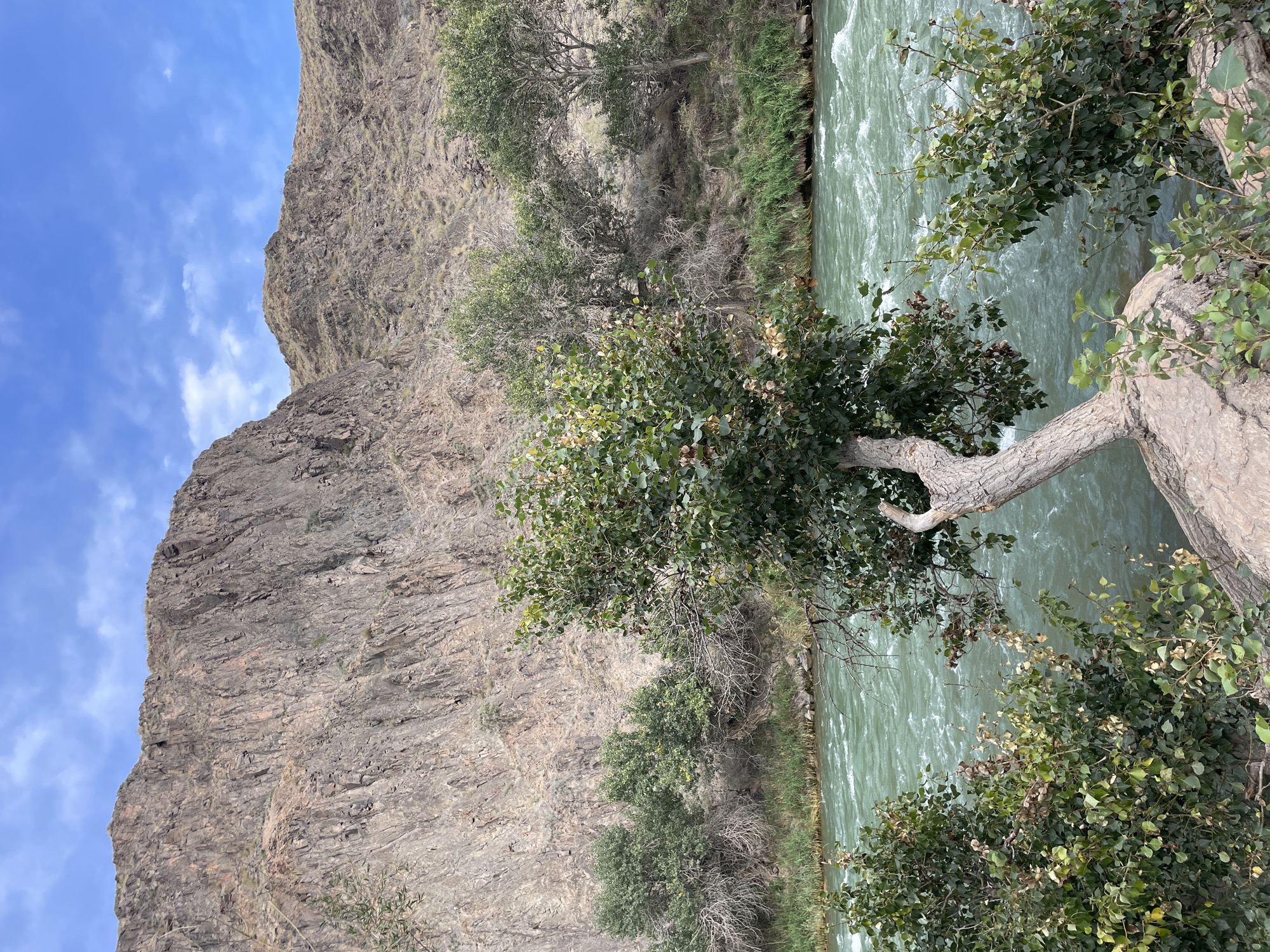 A moderately flowing river with a greenish hue cuts through a rugged, mountainous landscape. The mountains, characterized by steep, rocky slopes with visible striations, dominate the background, their peaks disappearing into a partially cloudy blue sky. In the foreground, a gnarled, solitary tree leans over the water, its trunk thick and exposed at the base where it rests on a rock. Lush green foliage surrounds the tree and lines the riverbank. The scene appears tranquil and natural, suggesting a remote location within or near the city of Tamerlik, Kazakhstan.