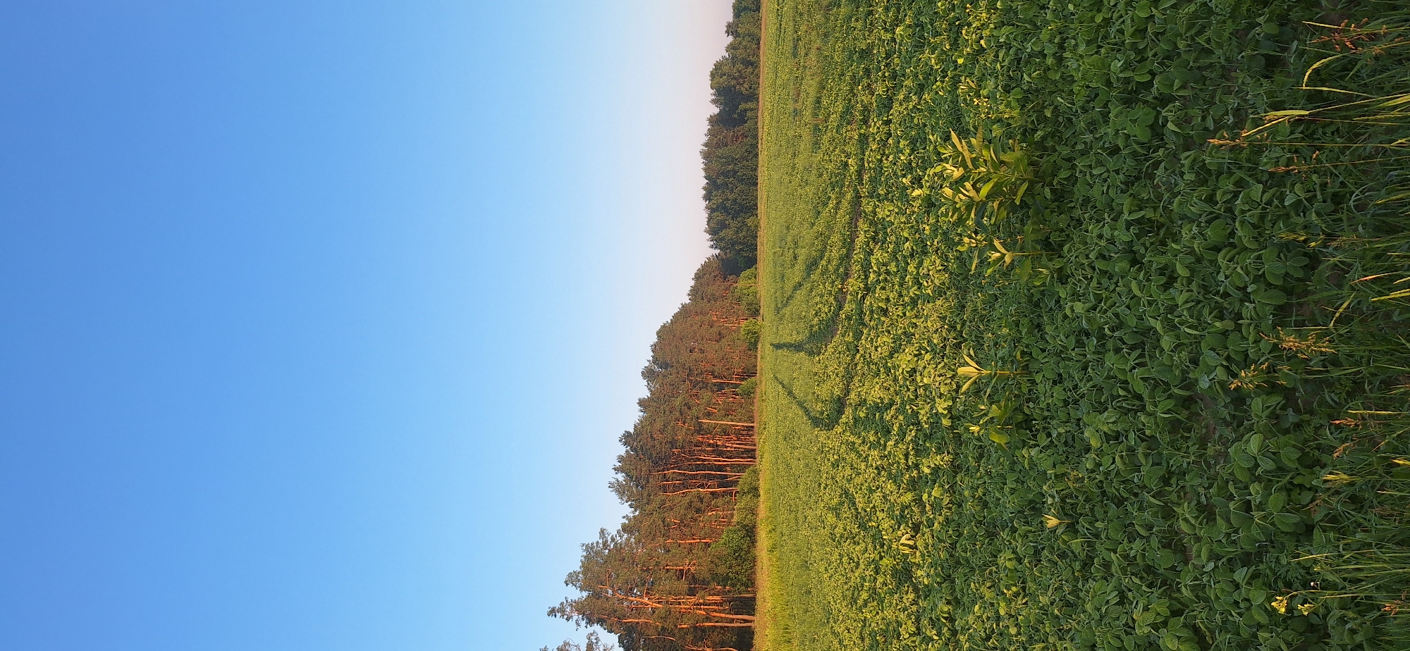 A vertical, eye-level outdoor shot captures a sunlit field of low-lying green plants under a clear blue sky. A dense forest of tall trees with visible trunks lines the horizon, partially illuminated by warm, golden light, casting long shadows across the field. The field itself exhibits tire tracks, suggesting agricultural activity. The foreground is dominated by the lush green plants, some of which are taller and more vibrant than others. The overall scene conveys a sense of rural tranquility.