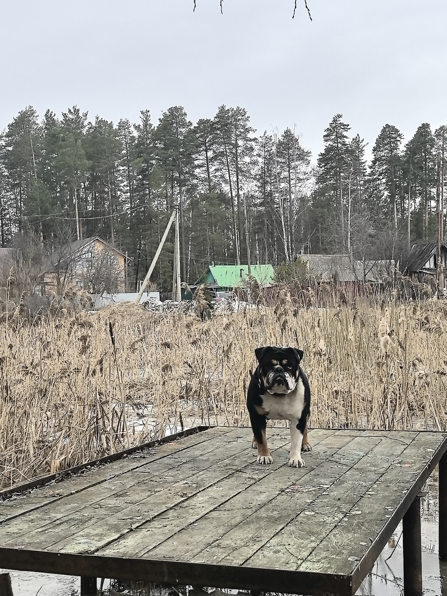 A black and white English Bulldog stands on a wooden pier, facing the camera. Behind the pier, dense reeds fill the space, partially obscuring houses in the background. A mix of evergreen and deciduous trees lines the horizon under a cloudy sky. The location is Noviy, Russia.