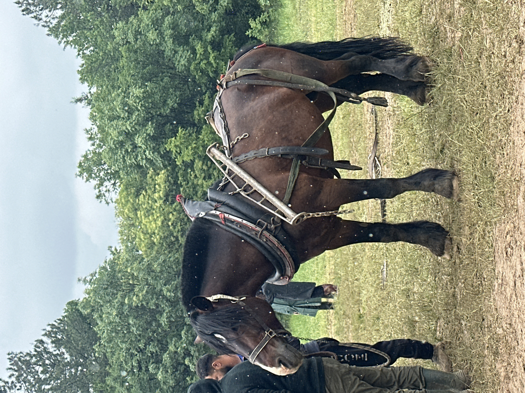 A harnessed brown horse stands on a grassy field in Lyaskovets, Bulgaria. The horse wears a complex harness with metal and leather components. Partially visible figures in dark clothing stand nearby. Trees are visible in the background under a cloudy sky, and the ground appears wet, possibly from rain.