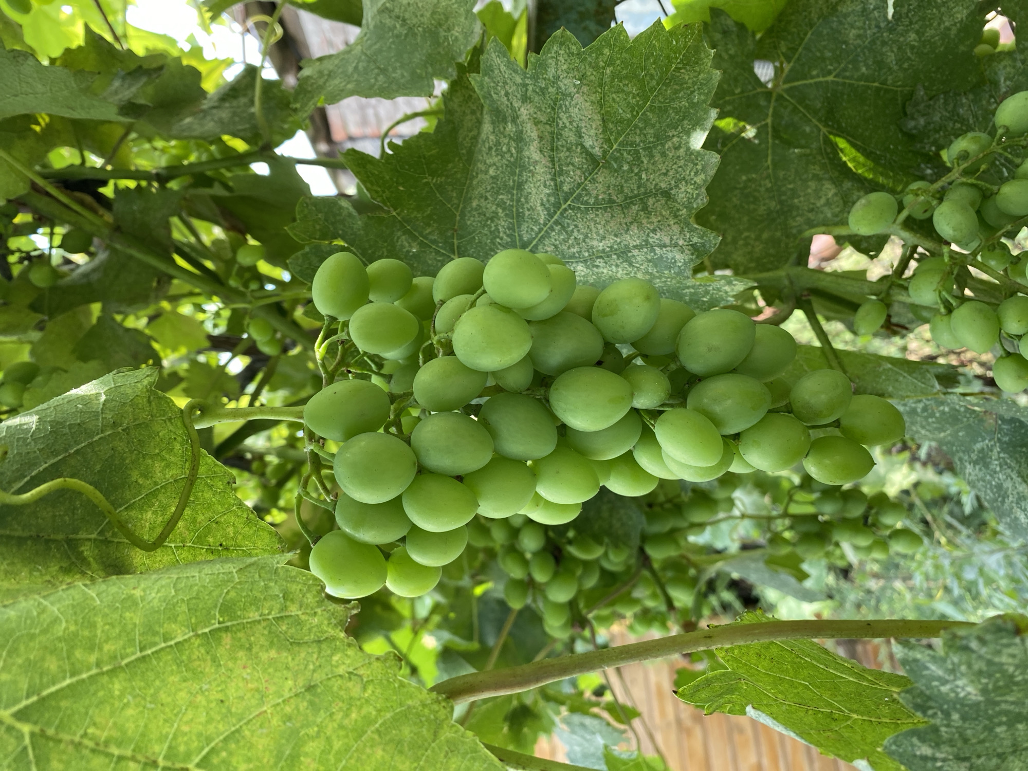 A cluster of unripe green grapes hangs from a vine, surrounded by large, green grape leaves. The leaves show some signs of spotting or discoloration. In the background, out of focus, is a wooden structure, likely part of a building or fence, and hints of other greenery. The scene suggests an outdoor setting, possibly a garden or vineyard in Maykop, Russia, during daylight. There are no people or animals visible.