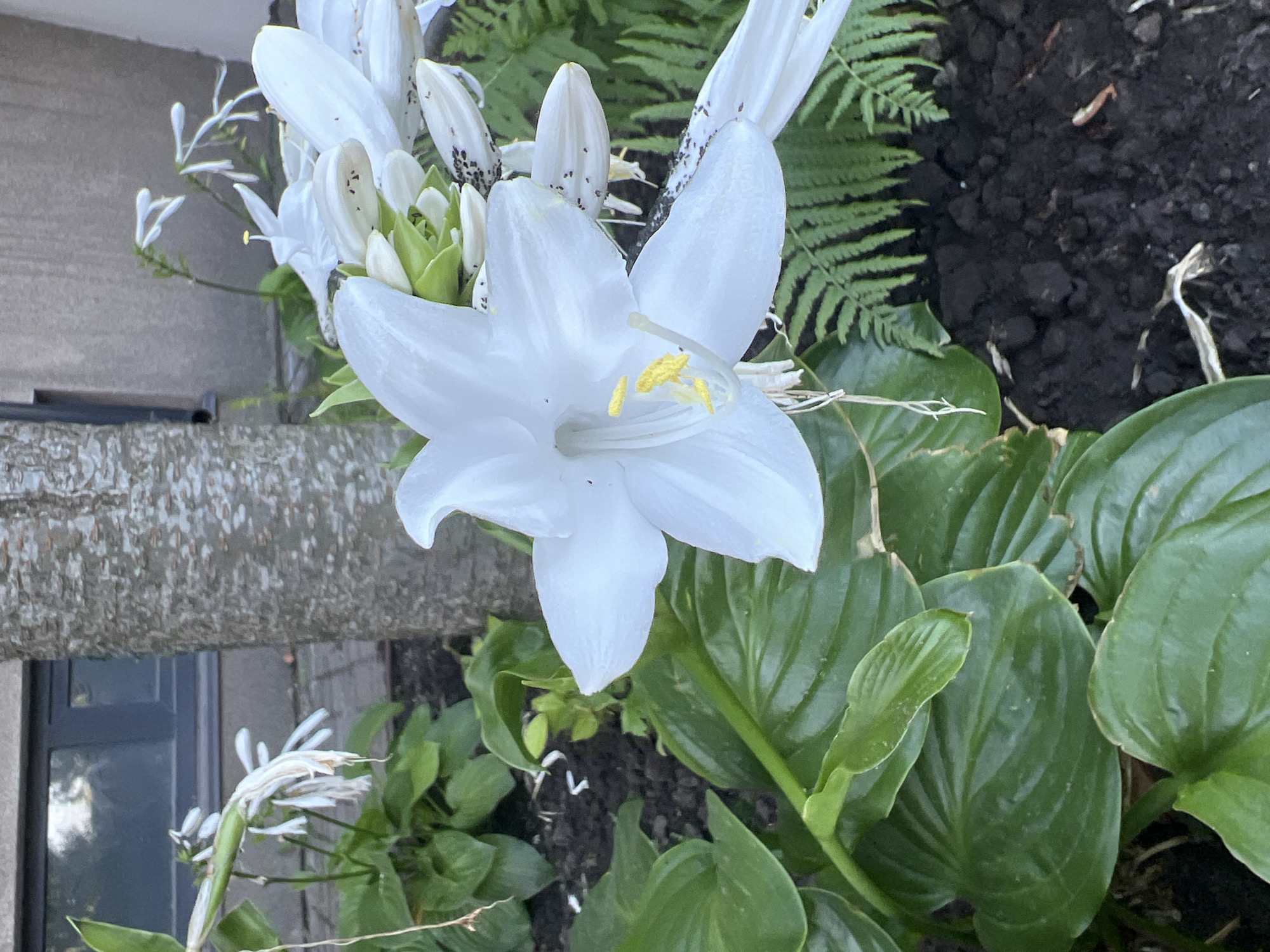 A close-up shot captures a cluster of white flowers with yellow stamen, prominently featuring one large, open bloom. The flower's petals are delicate and slightly curved, with visible veins. Behind the main flower, other blossoms are in various stages of opening and wilting, some showing dark speckles on their petals. The foreground is dominated by large, glossy green leaves and some fern fronds. A rough-barked tree trunk stands to the left of the flowers, and in the background, a dark-paneled window of a building is visible, along with some paving stones. The soil appears dark and moist. The overall setting suggests an outdoor garden or yard. The location is identified as Fontanka, Ukraine.