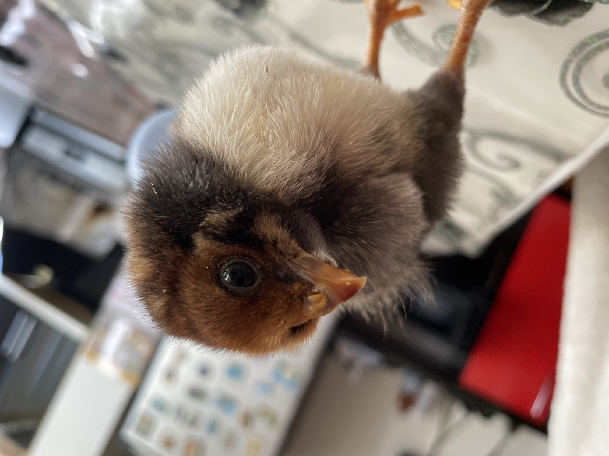 A close-up, upward-angled photograph captures a baby chick, seemingly held upside down, against a soft-focus indoor background. The chick's head is the primary subject, in sharp focus, showcasing its dark, round eye and its delicate, yellowish-orange beak with a reddish tip. The soft, downy feathers on its head are a mix of dark brown/black, reddish-brown around the face, and a prominent patch of fluffy white and light brown on top. Its body is partially visible, covered in soft, greyish-brown down, with one slender, orange leg extending into the top right of the frame. The background is heavily blurred, suggesting an indoor setting with various household items. Distinguishable elements include a patterned white and silver surface, possibly fabric or a reflective object, and a bright red object towards the right side of the frame. The lighting suggests an adequately lit interior. No text is visible.