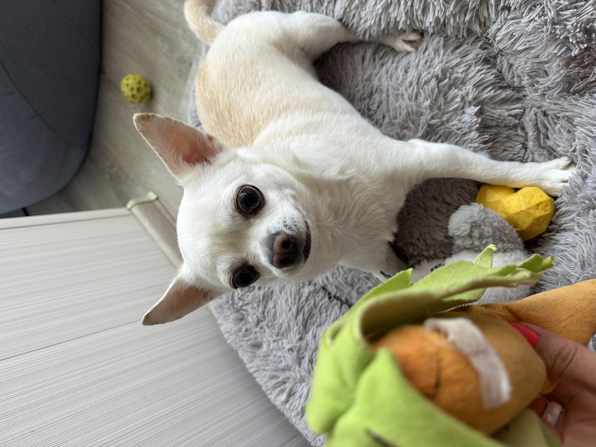 A small, light-colored dog, likely a Chihuahua, is lying on a gray, plush dog bed. The dog is looking directly at the camera with its large, dark eyes. A green and orange stuffed toy is held in the foreground, partially obscuring the view. A yellow rubber toy is near the dog's front paws. A small yellow ball is visible on the floor near a gray sofa. The floor appears to be light-colored wood. The location is impossible to determine.