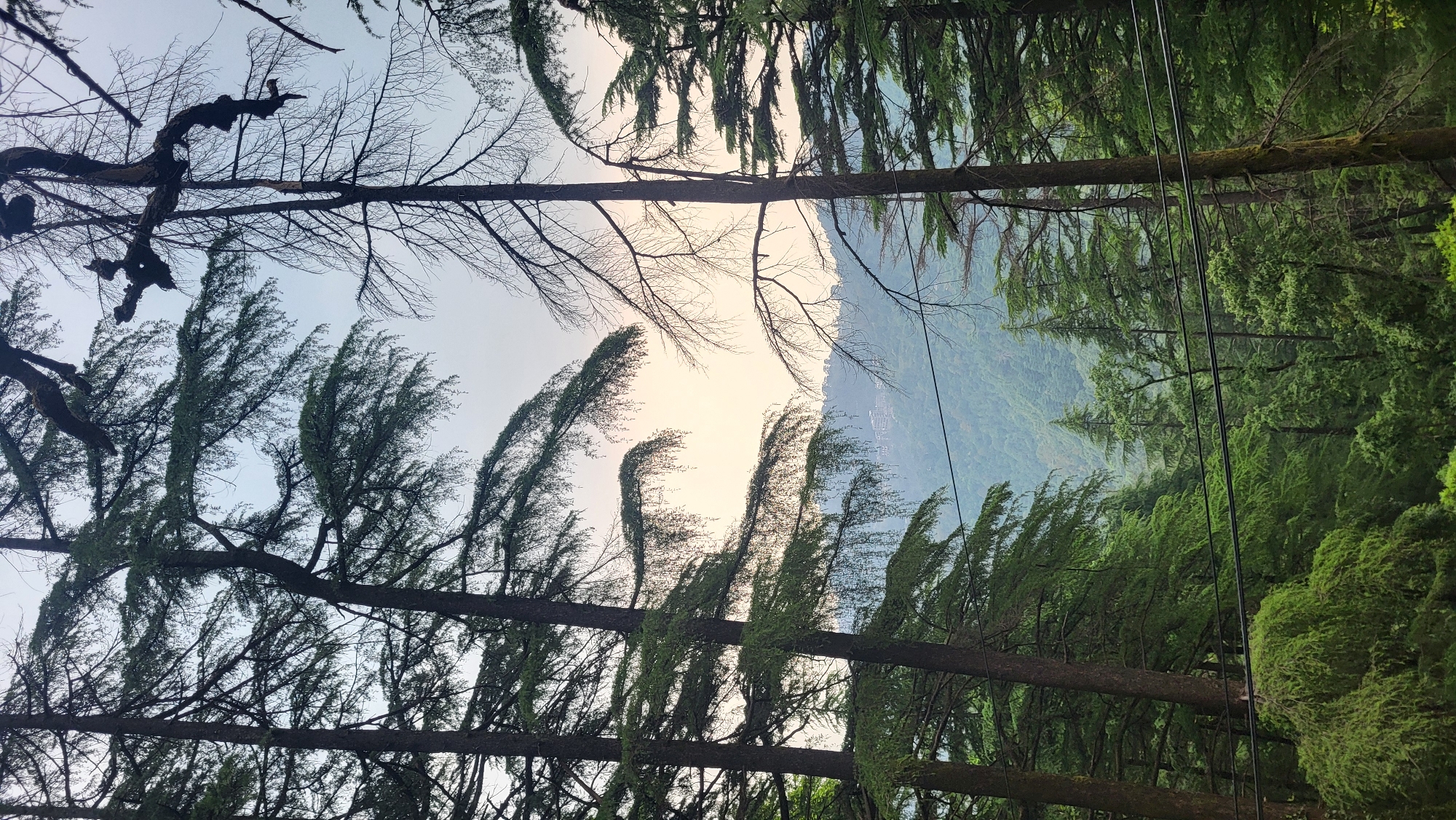 The image shows a forest in Dharamkot, India, looking upwards through the trees. The foliage is mostly green, though some trees have bare branches. In the background, a mountain is visible under a pale sky. Power lines are strung through the trees.