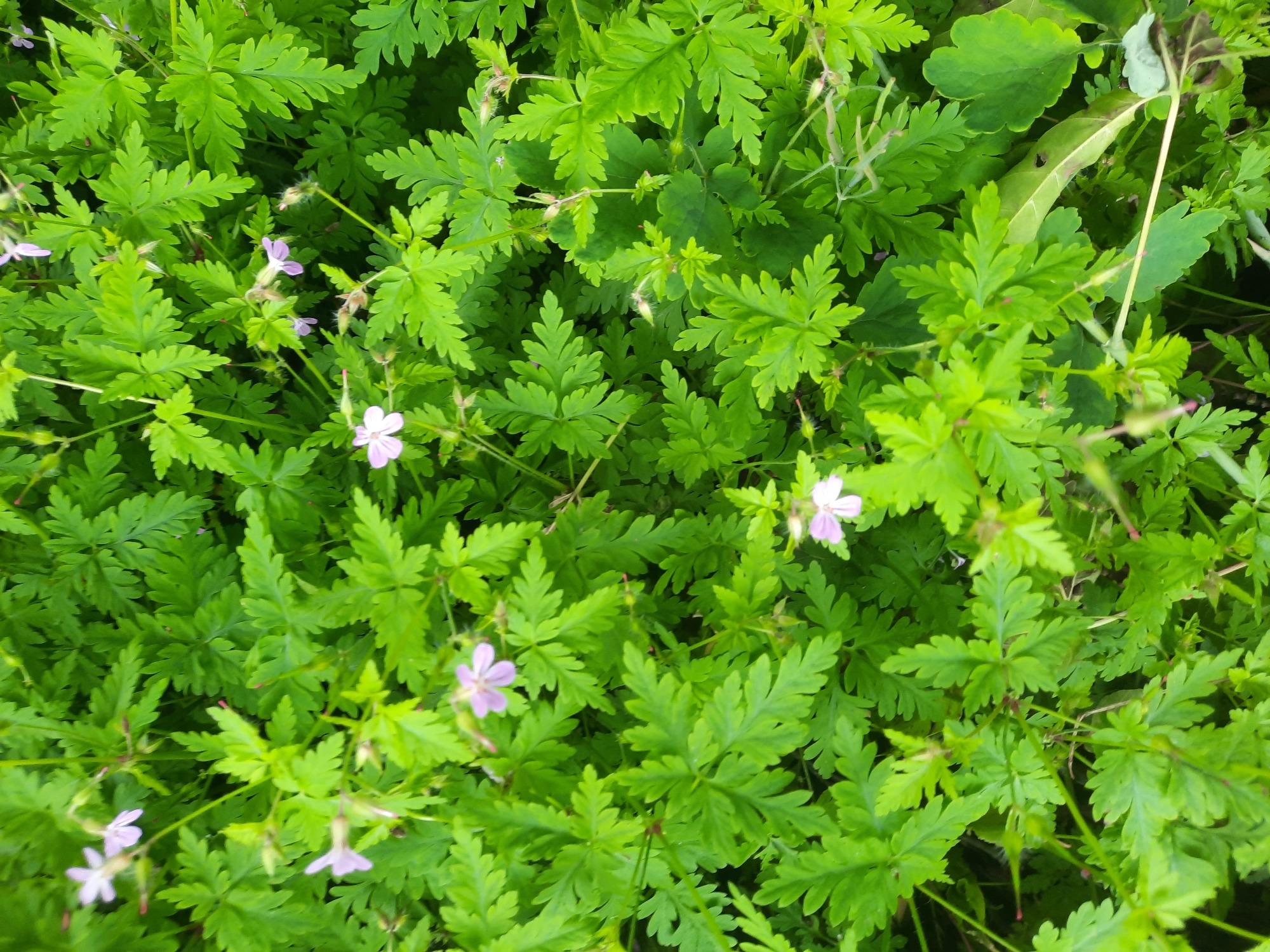 The image displays a close-up, top-down view of a dense ground cover of bright green foliage with small, delicate pink flowers. The leaves are deeply lobed and serrated, creating a textured appearance. Several small, five-petaled pink flowers are visible throughout the frame, some in full bloom and others as developing buds. The lighting suggests an overcast or shaded environment, as there are no strong shadows. The scene is entirely natural, depicting a patch of wild or cultivated plants. There are no visible people, animals, man-made objects, or urban features. The image is taken from above, looking down into the vegetation. The location is specified as a natural setting in the city of Parechcha, Belarus.