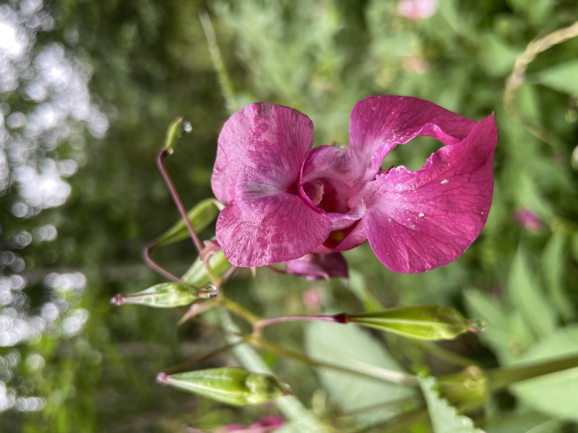 A close-up, macro shot focuses on a vibrant pink Impatiens glandulifera flower with several green seed pods in the background. The flower, slightly damaged with a torn petal, is wet, with small water droplets visible on its surface and on the tips of the seed pods. The background is blurred, suggesting a natural setting with lush green foliage and out-of-focus bokeh lights that hint at a dappled forest or garden environment. The image appears to have been taken in a location resembling поселок №13, Russia, consistent with the natural habitat of this invasive species.