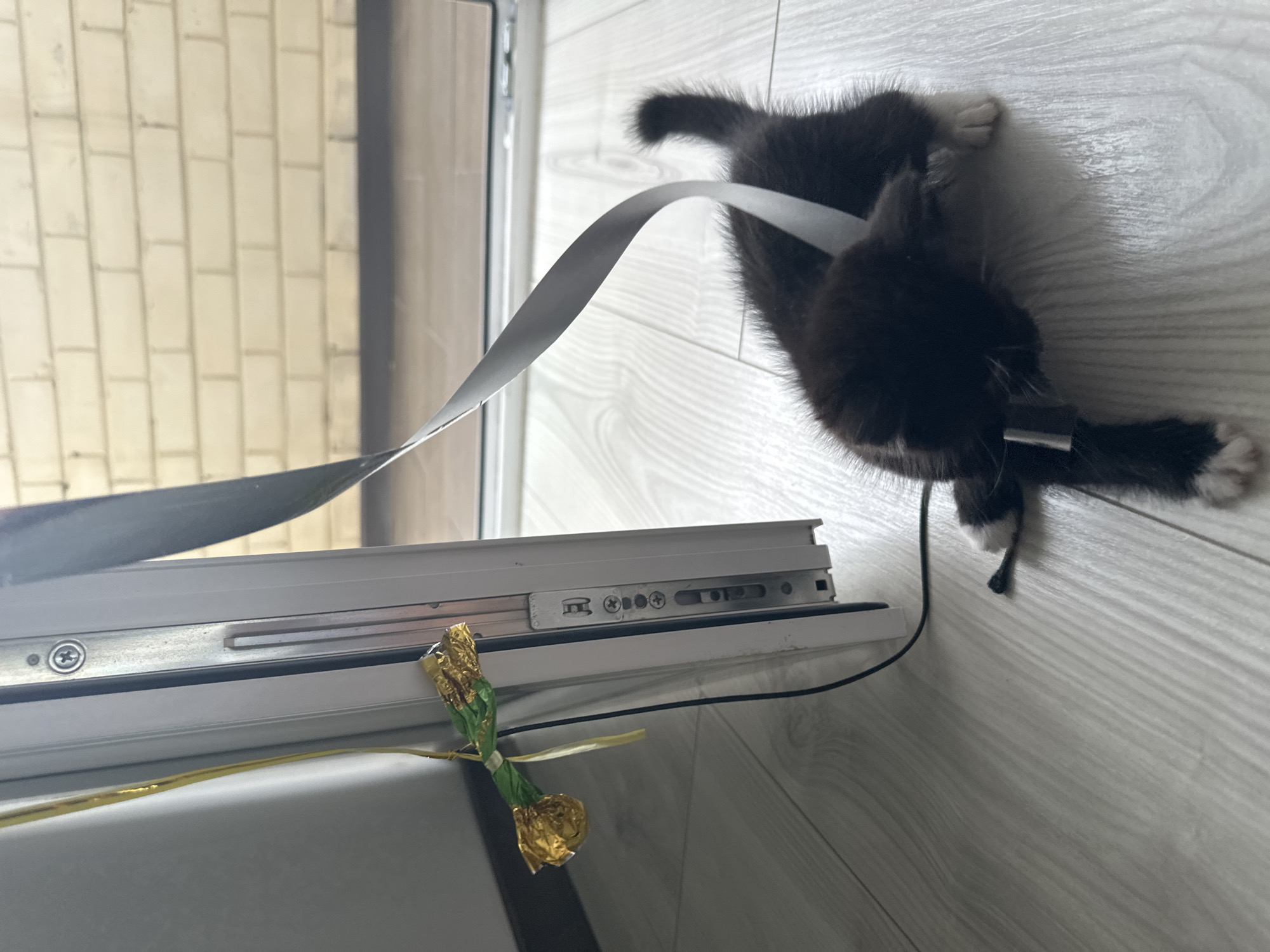 A black and white kitten is tangled in a white ribbon near a sliding glass door on a wooden floor. The kitten's back is to the camera, and its head is turned to its right. The kitten's paws are extended, and its tail is curved upward. The ribbon is wrapped around the kitten's body and draped over the kitten's head. A gold-wrapped object is attached to a yellow ribbon on the left side of the frame, near the edge of the sliding glass door frame. The sliding glass door is partially open, revealing a brick wall and a pathway outside. The environment appears to be an indoor setting, likely a residential area within the city of Novoye, Russia.
