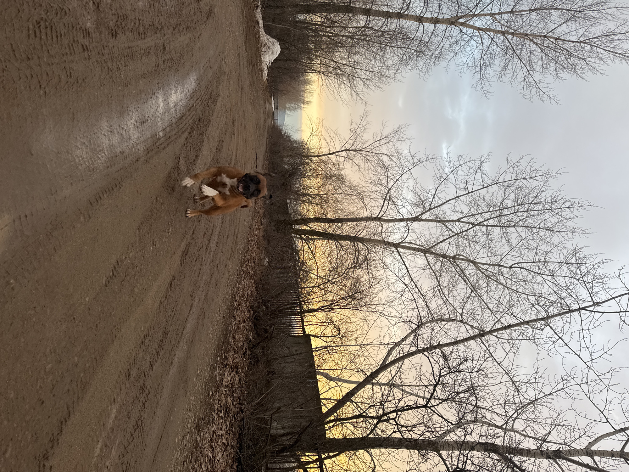A medium shot, taken horizontally, shows a boxer dog running towards the viewer on a muddy road in a rural area of Chaikovsky, Russia. The sky is overcast with a hint of golden sunlight visible near the horizon. Bare trees line both sides of the road. Tire tracks are visible in the mud. A low, weathered fence runs along the right side of the road, bordered by fallen leaves and underbrush. There is snow on the left side of the road in the distance.