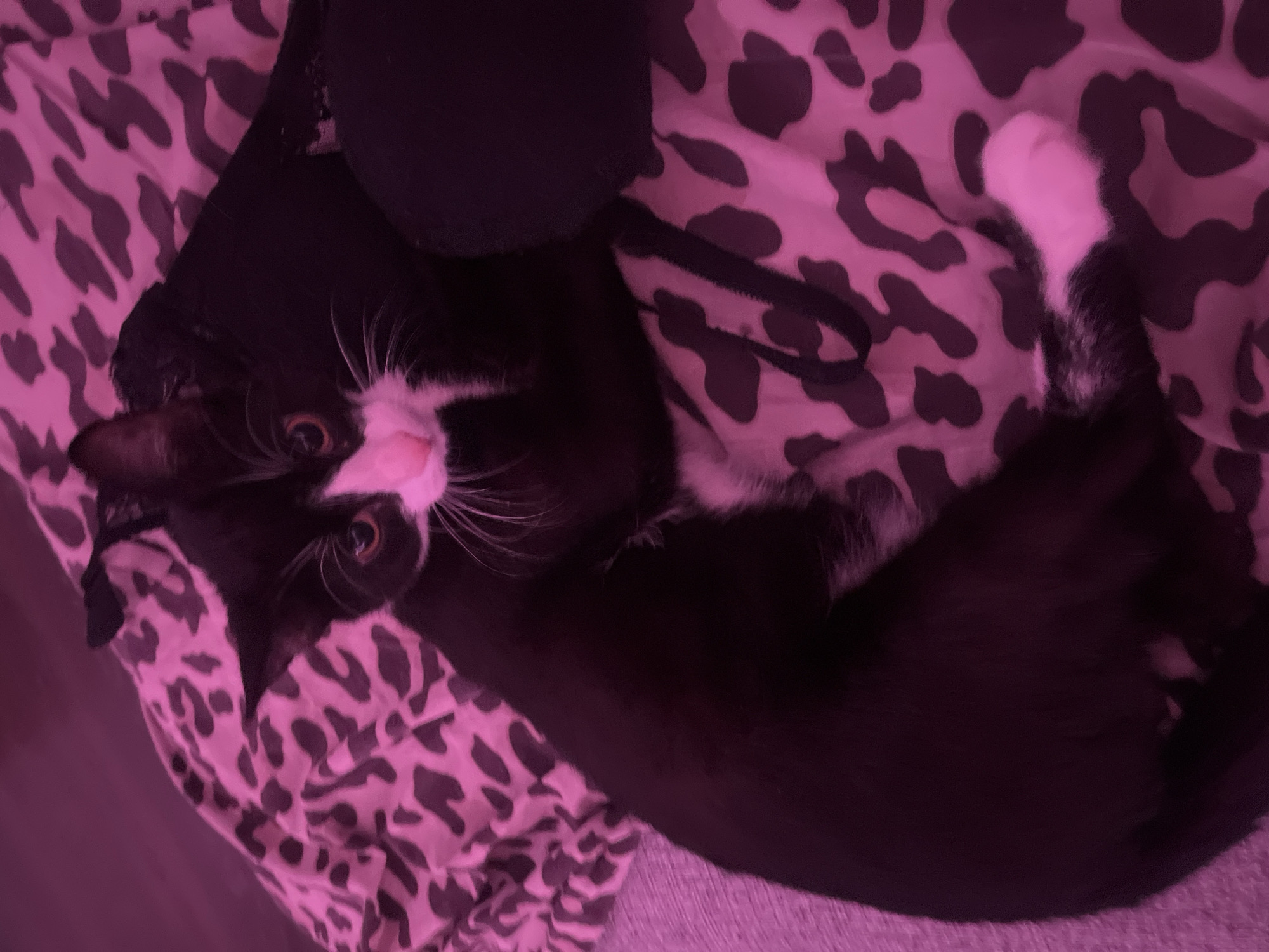 A black and white tuxedo cat is lying on a bed with a pink and black spotted patterned sheet. The cat is looking at the camera with its head tilted. The cat has a pink nose and white whiskers. A black object is near the cat's head. The overall image is illuminated with pink light. No information can be determined regarding Saint Petersburg, Russia.