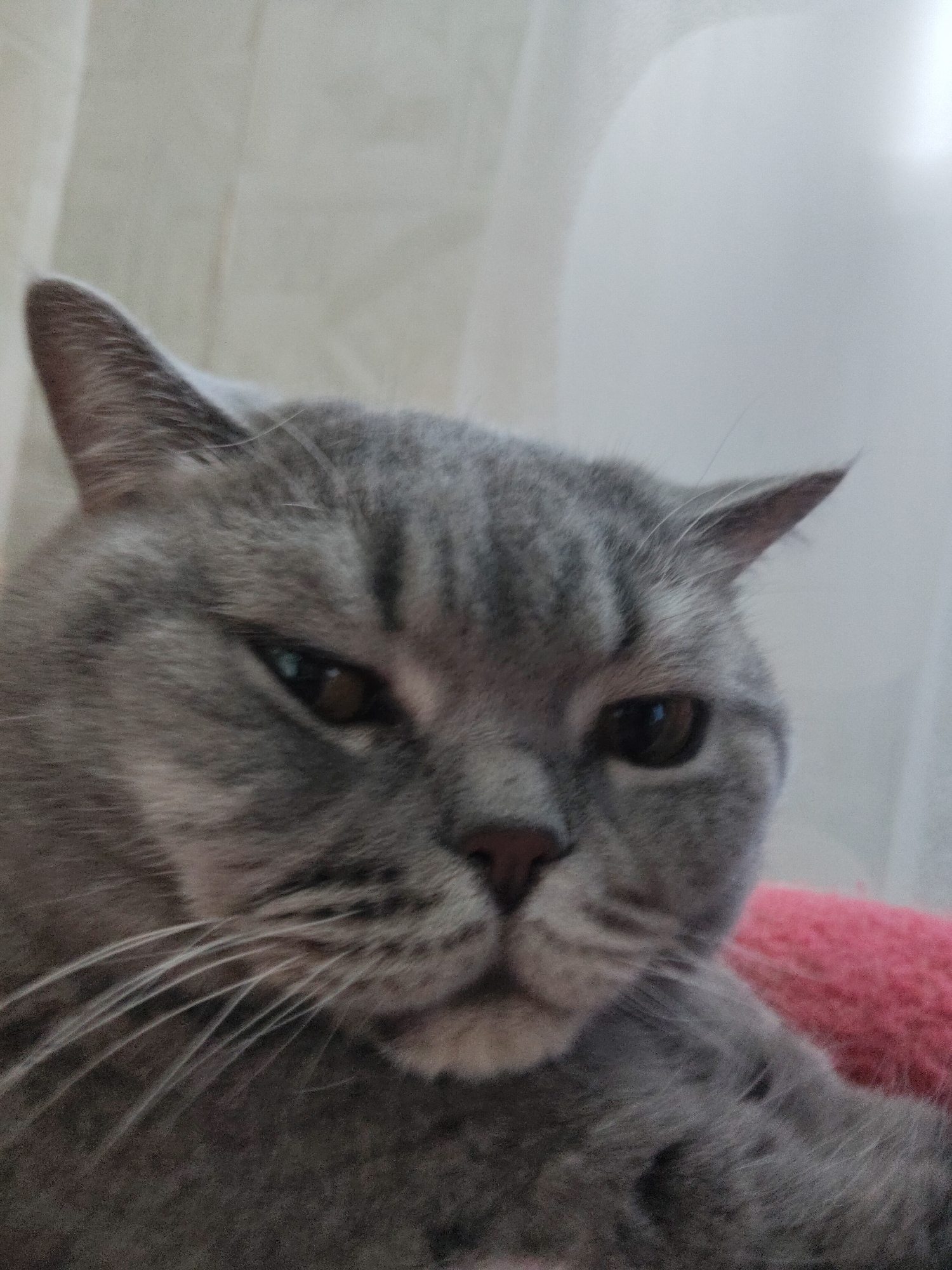 A close-up, eye-level shot shows a grey British Shorthair cat with its head slightly tilted and looking towards the right side of the frame. The cat's fur is grey with darker stripes on its face and ears. Its eyes are a dark brown color. The cat is resting on a fuzzy pink surface. The background is out of focus and appears to be a light-colored curtain. The lighting is soft, creating a gentle glow on the cat's fur.