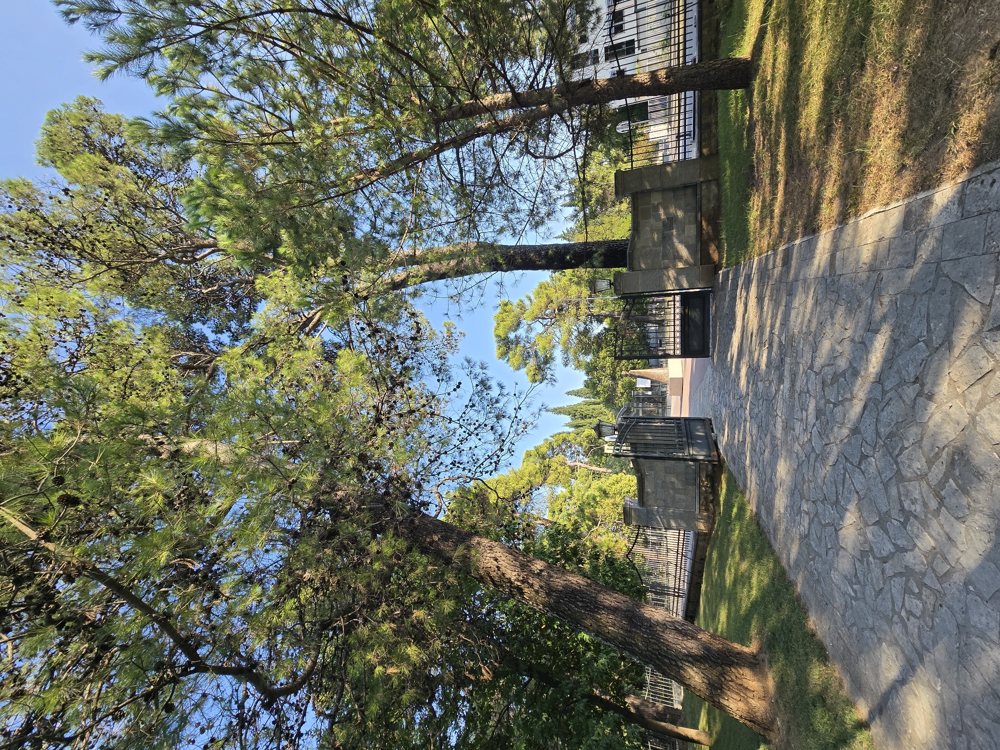 The image depicts a stone pathway leading through an open wrought-iron gate into a park-like area. Large pine trees with visible cones arch over the pathway and gate. The gate is flanked by stone pillars and a low stone wall. Beyond the gate, a white building with dark windows is partially visible on the right, and more trees, including cypress trees, are seen in the background under a clear blue sky. The pathway is paved with irregularly shaped grey stones and bordered by green grass, some of which appears dry and sun-bleached. The scene suggests a public park or the grounds of an institution in Podgorica, Montenegro. No people are present in the frame.
