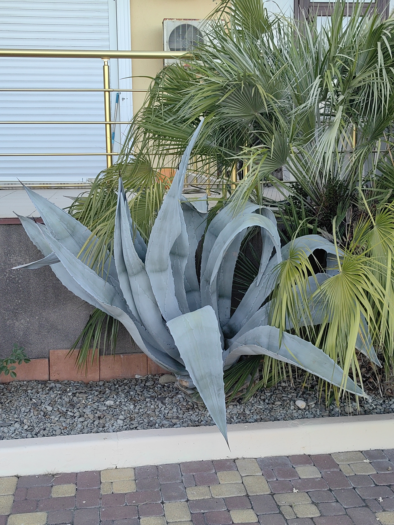 The image shows an outdoor scene featuring a large, pale blue agave plant with sharp, pointed leaves. Behind the agave, a palm tree with feathery green fronds is visible. The plants are situated in a garden bed filled with small grey pebbles, bordered by reddish-brown bricks and a cream-colored concrete curb. In the background, a building with a closed white roller shutter and an air conditioning unit is visible. A gold-colored railing runs horizontally across the image. The foreground is paved with interlocking bricks in a pattern of reddish-brown and yellow. The scene appears to be in a residential or commercial outdoor area.