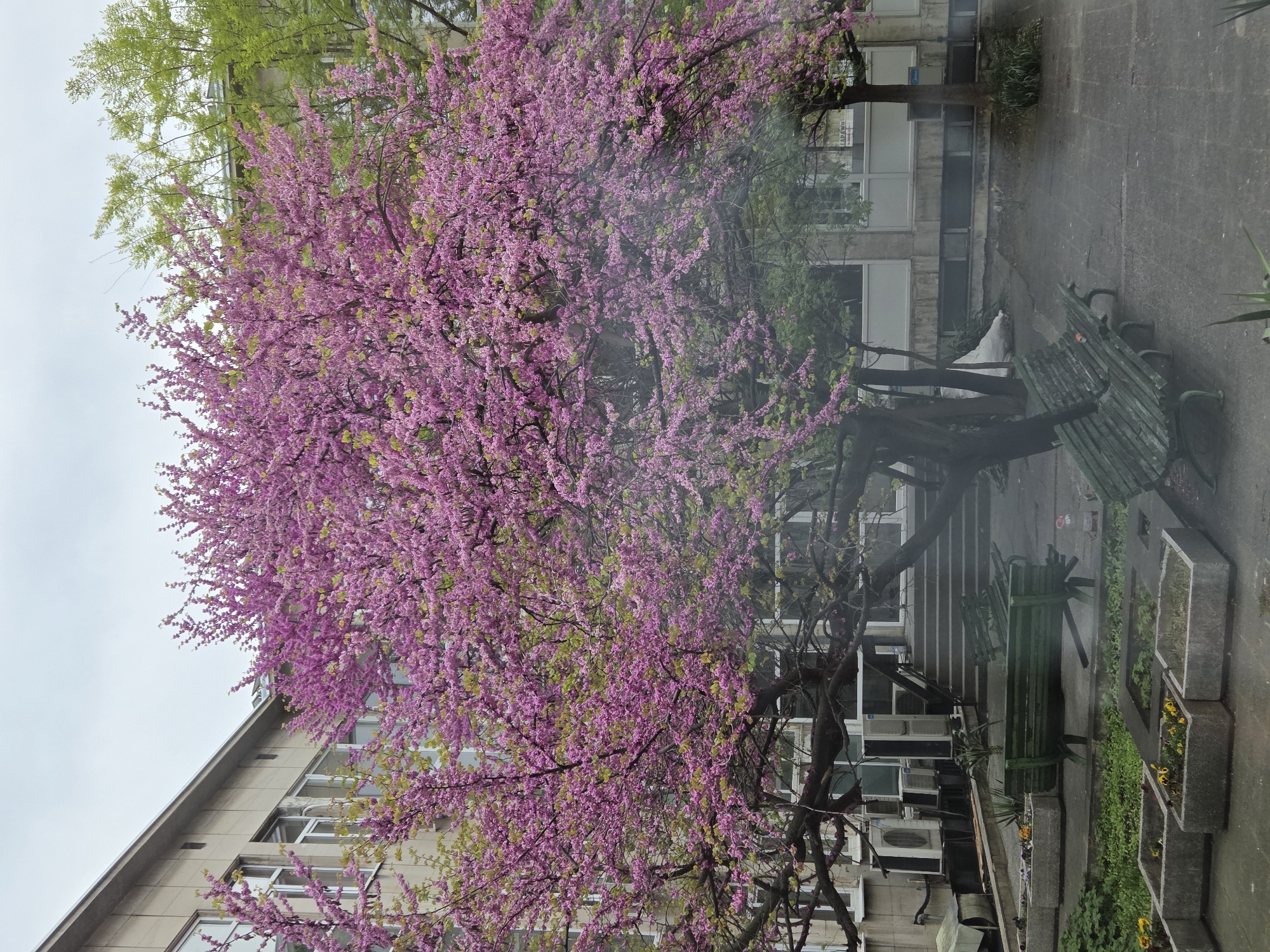 A flowering Judas tree with vivid pink blossoms dominates the scene in Varna, Bulgaria. The tree is positioned in front of a multi-story building with numerous windows and multiple air conditioning units visible on the lower levels. Adjacent to the tree is a shaded area with green park benches and concrete planters containing greenery and yellow flowers. The ground is paved with dark gray stone slabs. The sky is overcast, suggesting a cloudy or potentially rainy day. The overall environment appears to be an urban courtyard or park area.