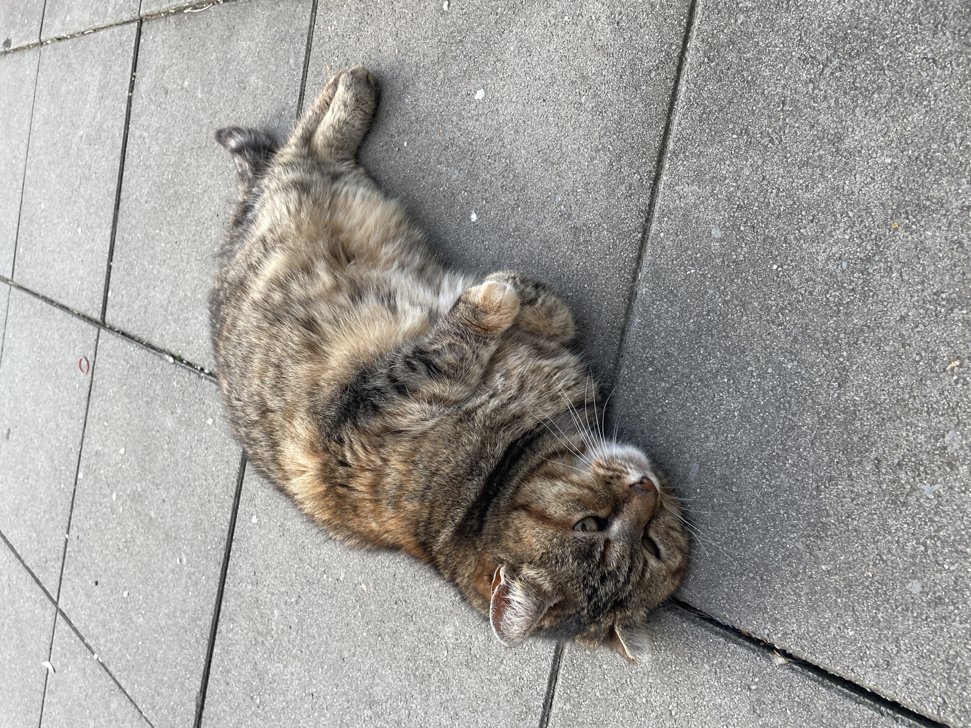 A tabby cat is lying on its back on a grey concrete sidewalk. The cat's paws are curled up near its chest. The location cannot be determined from the image.