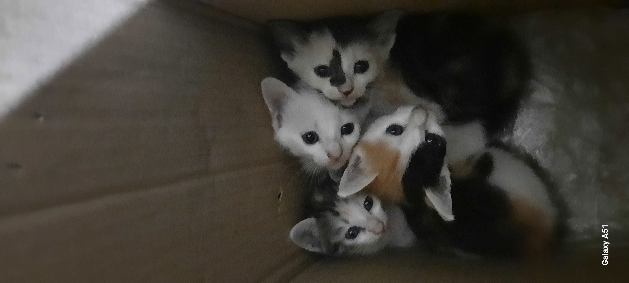 This is a close-up, vertical, eye-level shot of five kittens nestled together in a cardboard box. The box is made of light brown corrugated material and appears to be empty except for the kittens. The lighting is dim, casting shadows that obscure some of the kittens' bodies.
From left to right, and slightly in the foreground, is a grey and white tabby kitten with dark eyes looking directly at the camera. Partially behind it and to its right is a calico kitten with patches of orange, black, and white, its head tilted slightly upwards, looking towards the upper right. In the center and slightly behind the calico kitten is a white kitten with black markings on its ears and around its eyes, looking to the left. To the right of the white kitten is another white kitten with black markings, its face turned towards the camera. Partially obscured by the kittens in the front and to the left is a dark-colored kitten. The kittens appear to be very young.
The "Galaxy A51" watermark is visible in the bottom left corner of the image, indicating the device used for capture. The image does not provide any specific visual information to determine its location in Ploso, Indonesia.