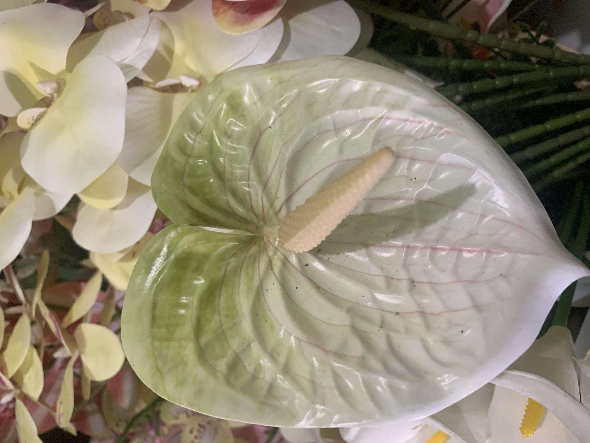 The image shows a close-up view of a white and green anthurium flower, also known as a flamingo flower. The flower has a large, heart-shaped spathe that is predominantly white with green at the base and along the prominent veins. A pale yellow spadix, the flower's spike-like reproductive structure, emerges from the center. The anthurium is surrounded by other floral elements, including what appear to be white and pale yellow orchid petals and thin, green stems, possibly from other plants or decorative greenery. The lighting suggests an indoor setting, possibly a floral arrangement or a display. There is no visible text in the image. The focus is solely on the details of the anthurium and its surrounding foliage, creating an aesthetic composition that highlights the texture and color of the flower. The scene appears calm and static, with no discernible activity. The overall impression is one of natural beauty and decorative arrangement.
