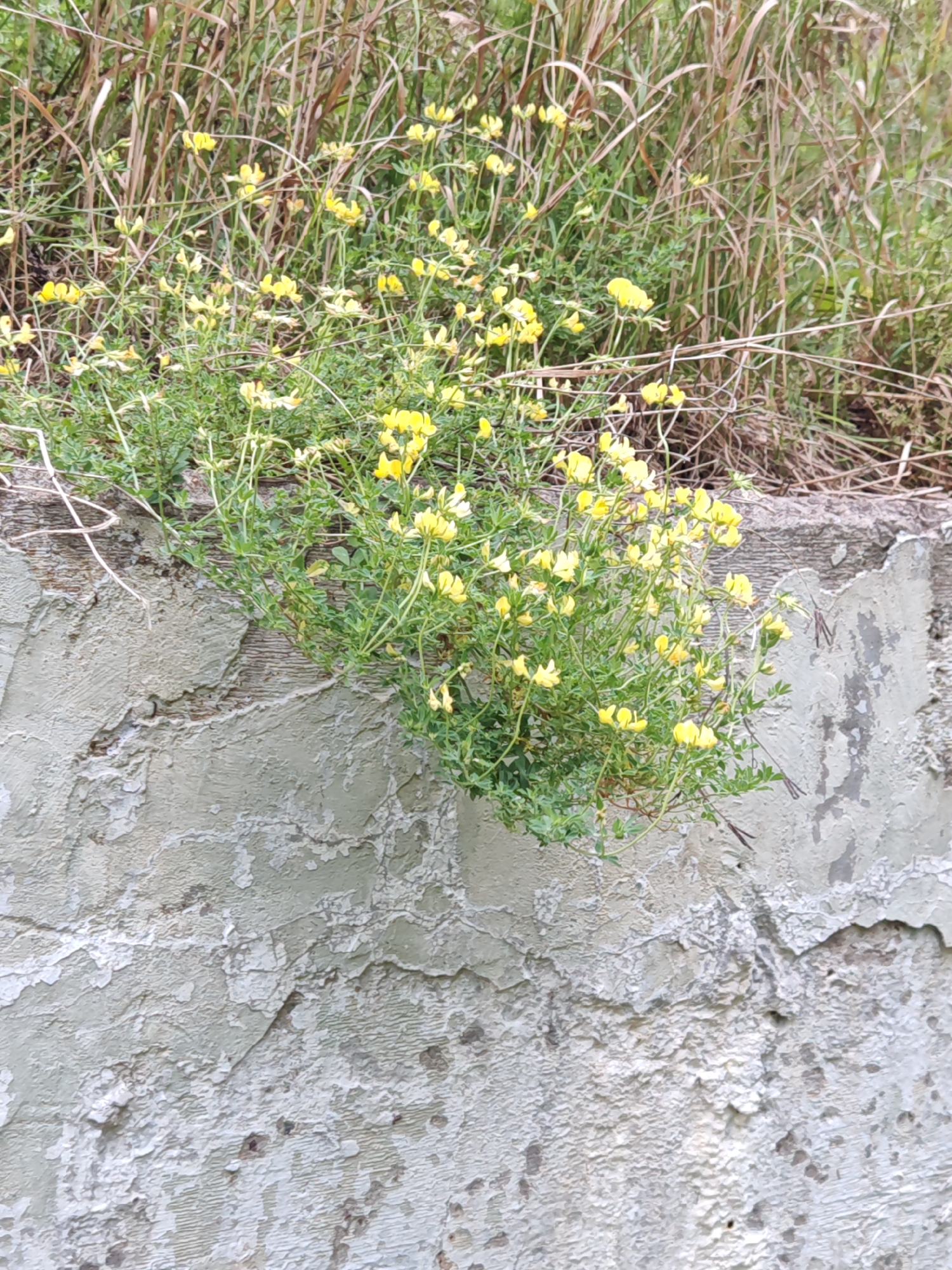 A cluster of small yellow wildflowers with green foliage grows from a crack in a rough, light-colored concrete wall. Above the wall, dry, tall grasses are visible. The concrete wall has an aged, textured appearance with chipping and peeling paint or plaster. The scene is outdoors, with natural lighting. No people or animals are present. The location is specified as Rosinka KP, Russia.