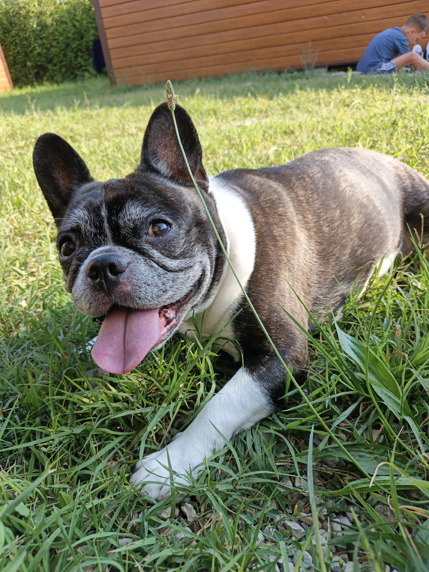 A French Bulldog with black and white markings lies on a patch of green grass. The dog's tongue is hanging out, and its eyes are looking towards the camera with a happy expression. Behind the dog, a wooden structure with horizontal planks is visible, and beyond that, a person sits on the grass, facing away from the camera. The scene appears to be outdoors on a sunny day, with shadows suggesting it is likely afternoon. The background includes lush green bushes. There is no visible text in the image. The setting is likely a backyard or park.