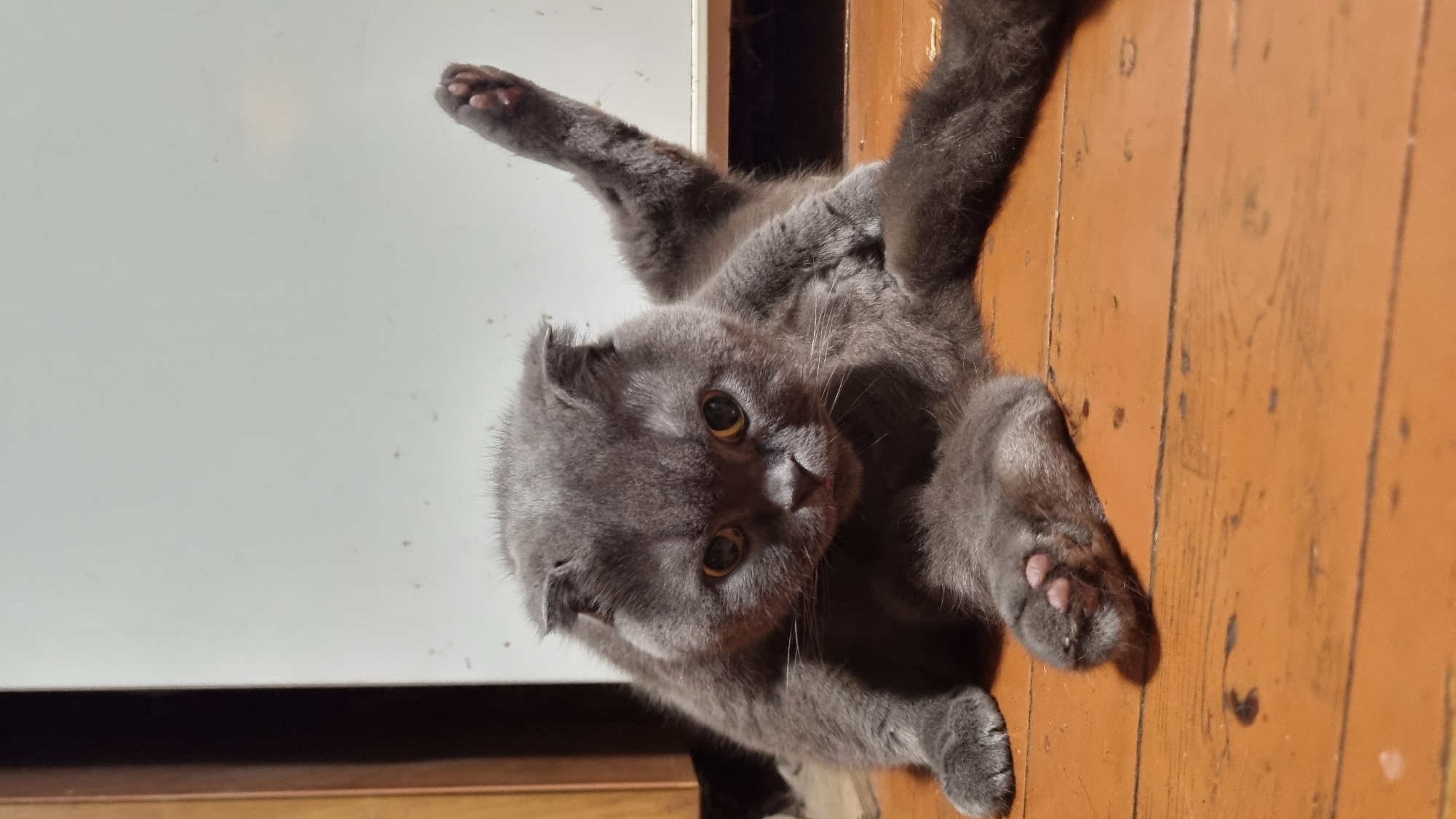 A gray Scottish Fold cat is lying on a wooden floor with its body splayed out. Its front paws are extended forward, and one hind leg is lifted in the air. The cat has large, round, amber eyes and folded ears. The background consists of a white wall and a dark wooden cabinet. The image does not provide any information about the location in the city of Vysokoe, Russia.