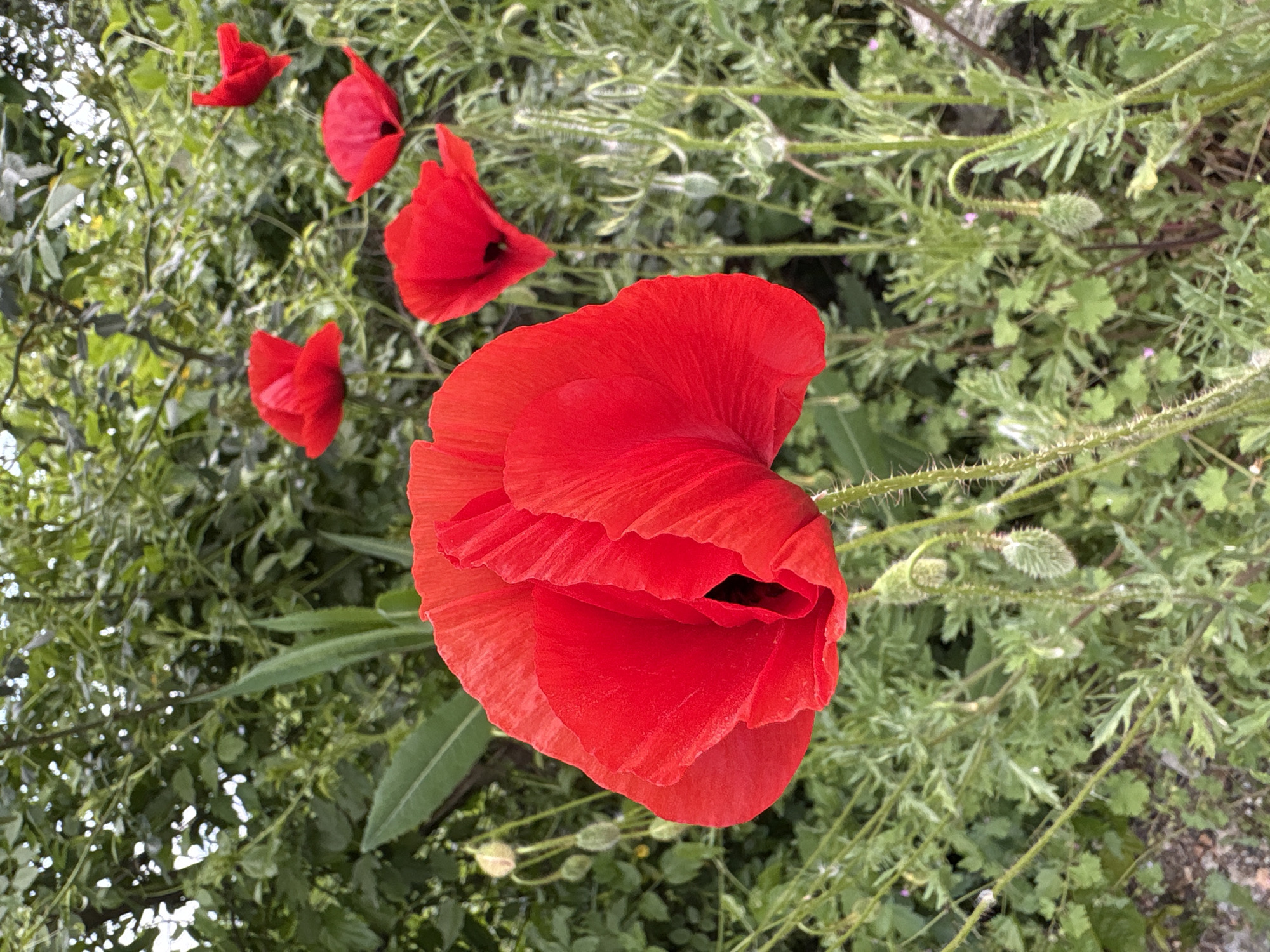 The image presents a close-up view of several red poppies in bloom, likely in Malyi Mayak, Ukraine. The focal point is a large, vibrant red poppy dominating the lower right of the frame. Its petals are prominently displayed, showcasing their layered and textured surface. Several other poppies, though smaller and less defined, are positioned further back in the scene towards the upper left. The background is filled with a variety of green foliage, including grasses, weeds, and leaves. Some of the stems visible have a hairy or prickly texture. There are a few small, undeveloped poppy buds intermixed among the greenery. The lighting is relatively even, creating a bright and natural feel to the scene. No people or other discernible objects aside from the natural flora are visible.