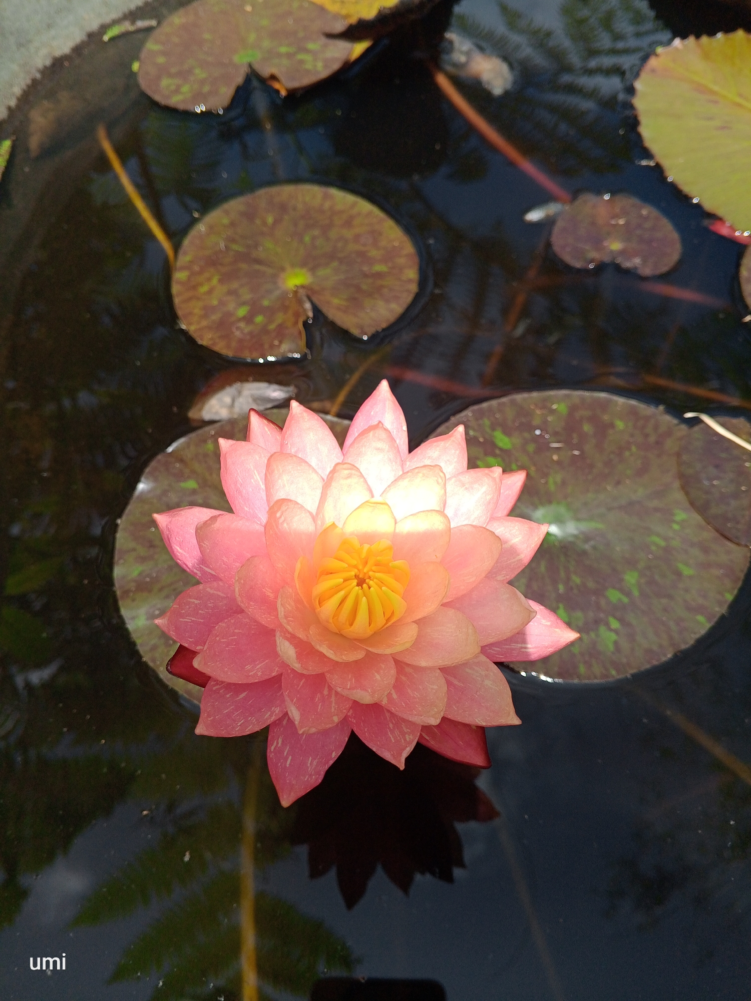 A single, fully bloomed pink water lily with a vibrant yellow center floats on dark, still water. Its petals are layered and curve outwards, catching the sunlight and creating a soft glow. The water lily is surrounded by several large, round lily pads, some with reddish-brown undersides and green speckles. The dark water reflects the surrounding greenery, hinting at a lush, natural environment. The image is shot from a slightly overhead perspective, focusing on the prominent water lily. The text "umi" is present in the bottom left corner. The location in the city of Laugumba, Indonesia, is not depicted or inferable from the image.